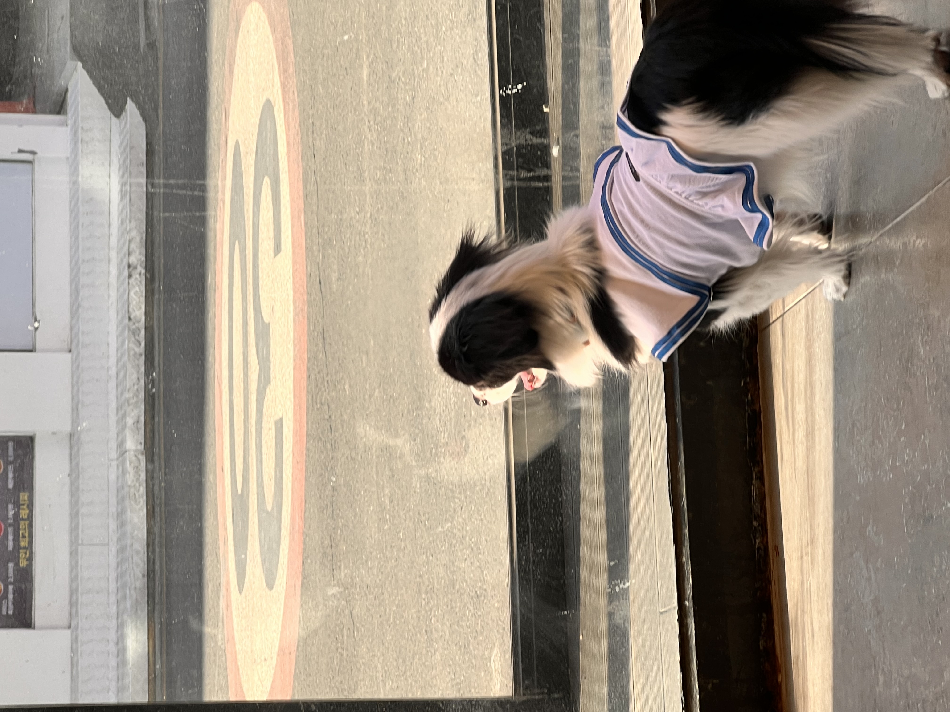 시유(모네)입양 1년차 후기입니다