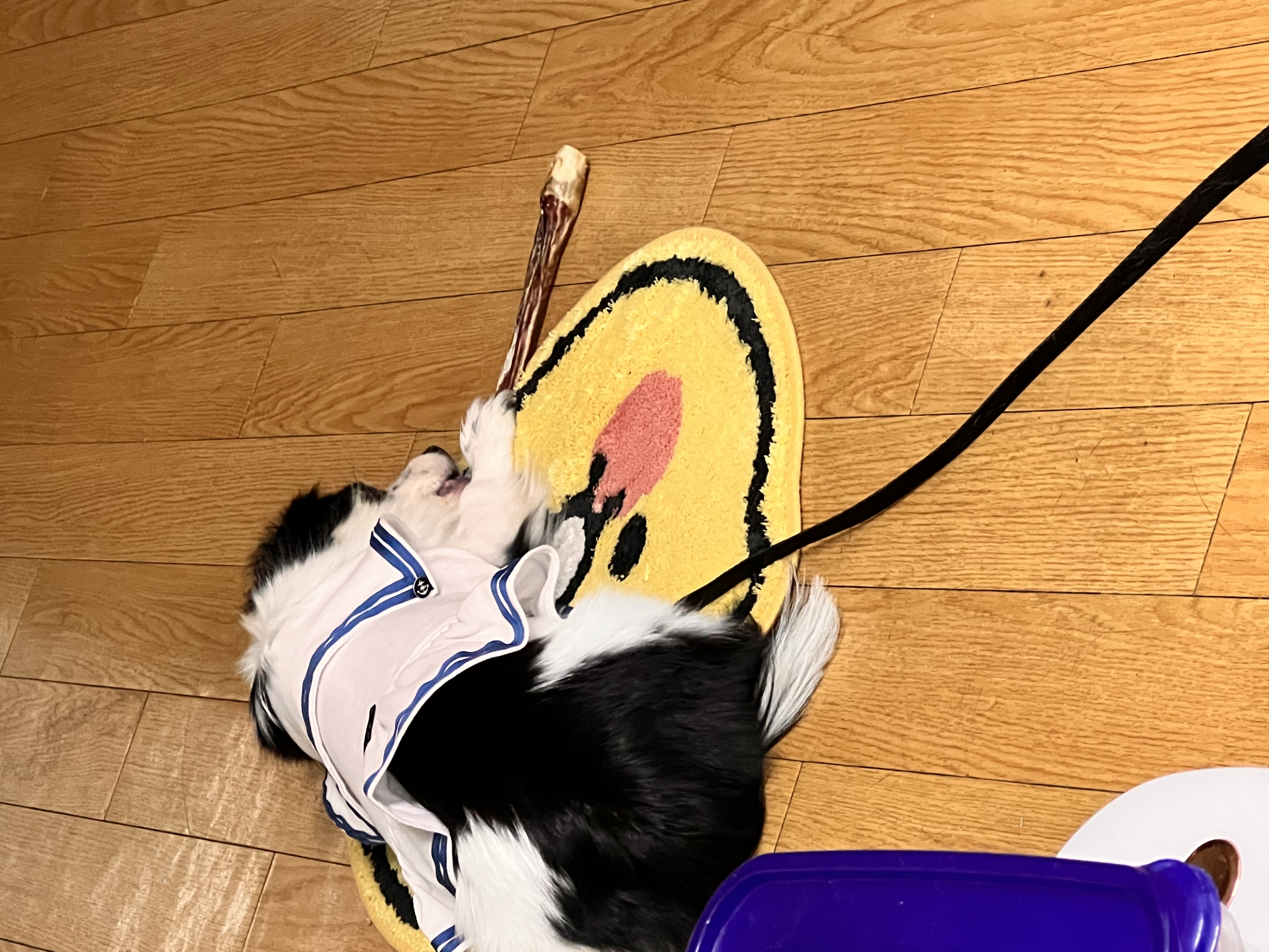 시유(모네)입양 1년차 후기입니다