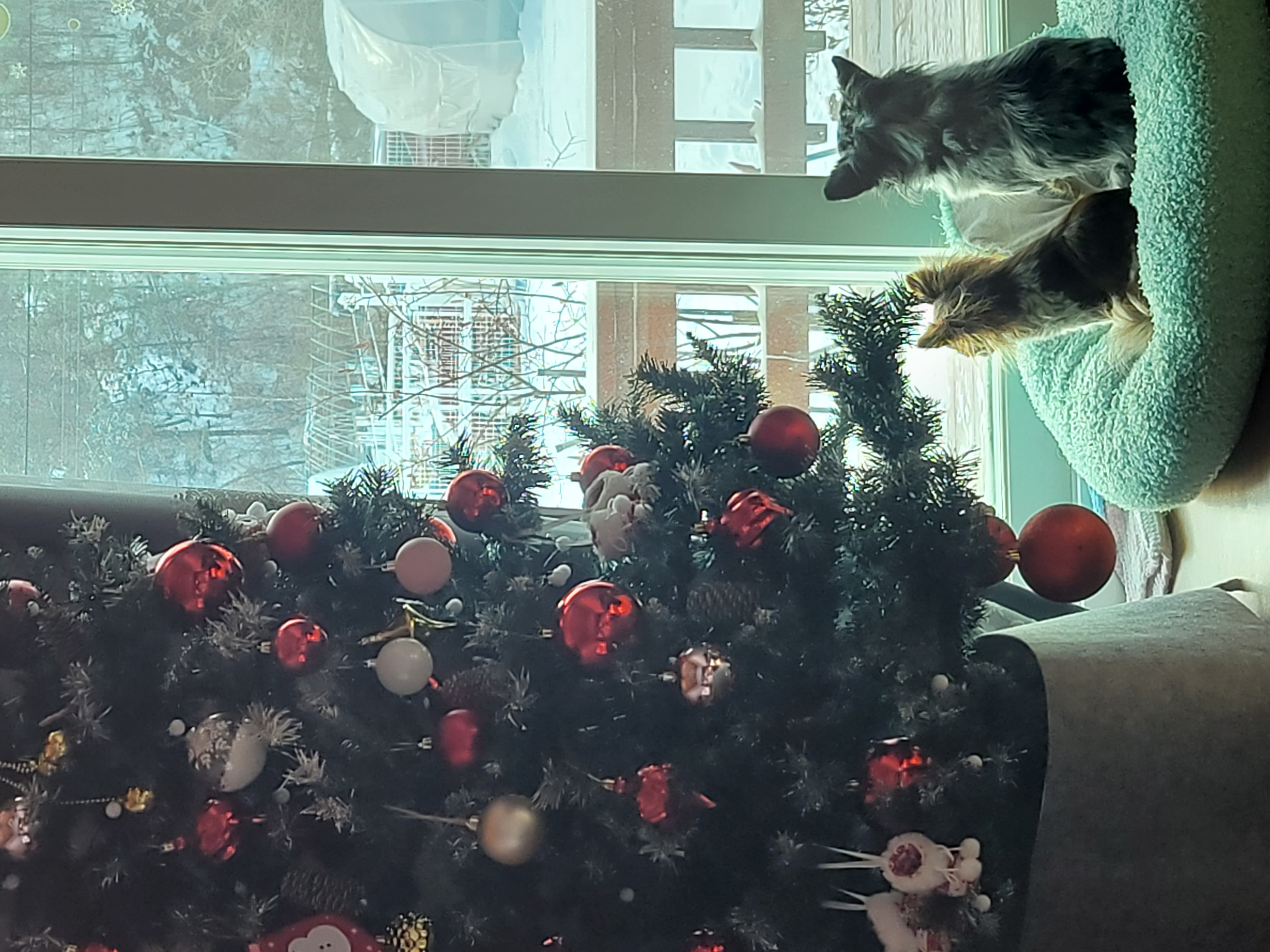 쁘띠의 시골겨울나기(평택치와와자견)