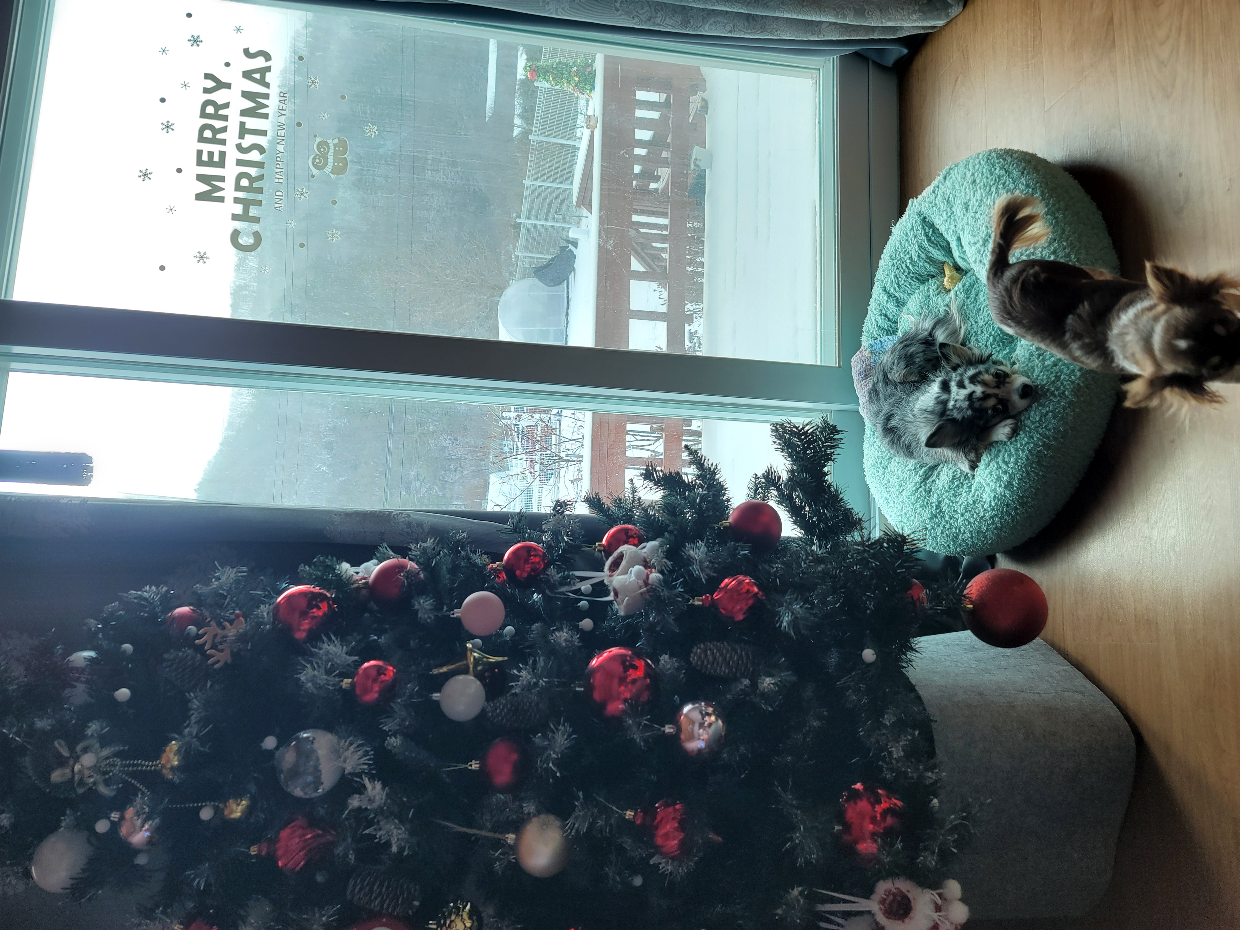 쁘띠의 시골겨울나기(평택치와와자견)