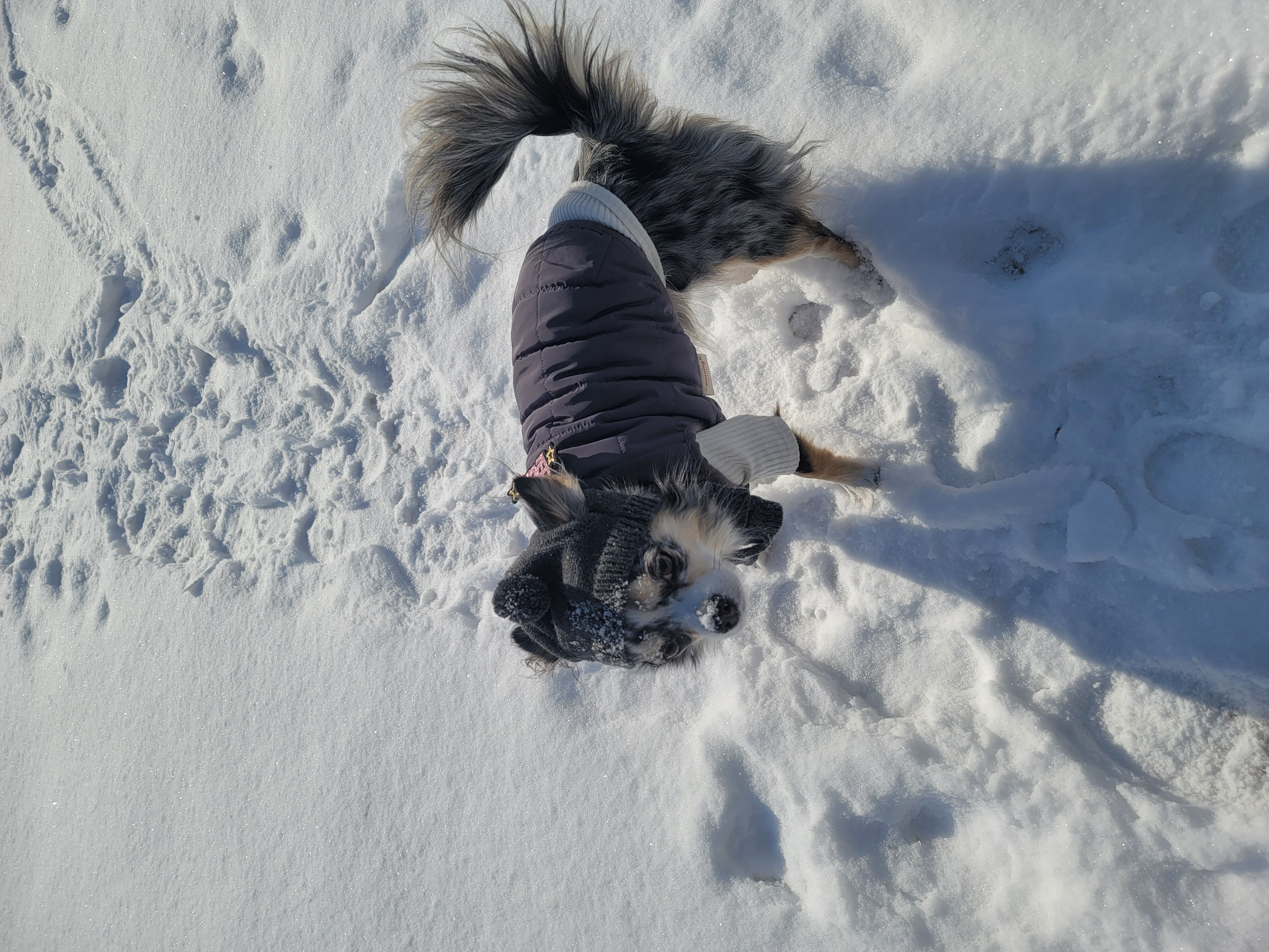 쁘띠의 시골겨울나기(평택치와와자견)