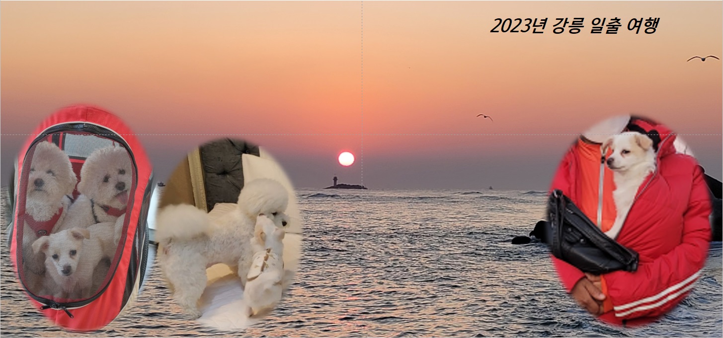 세투(새이름 누릉) 1주일 생활후기