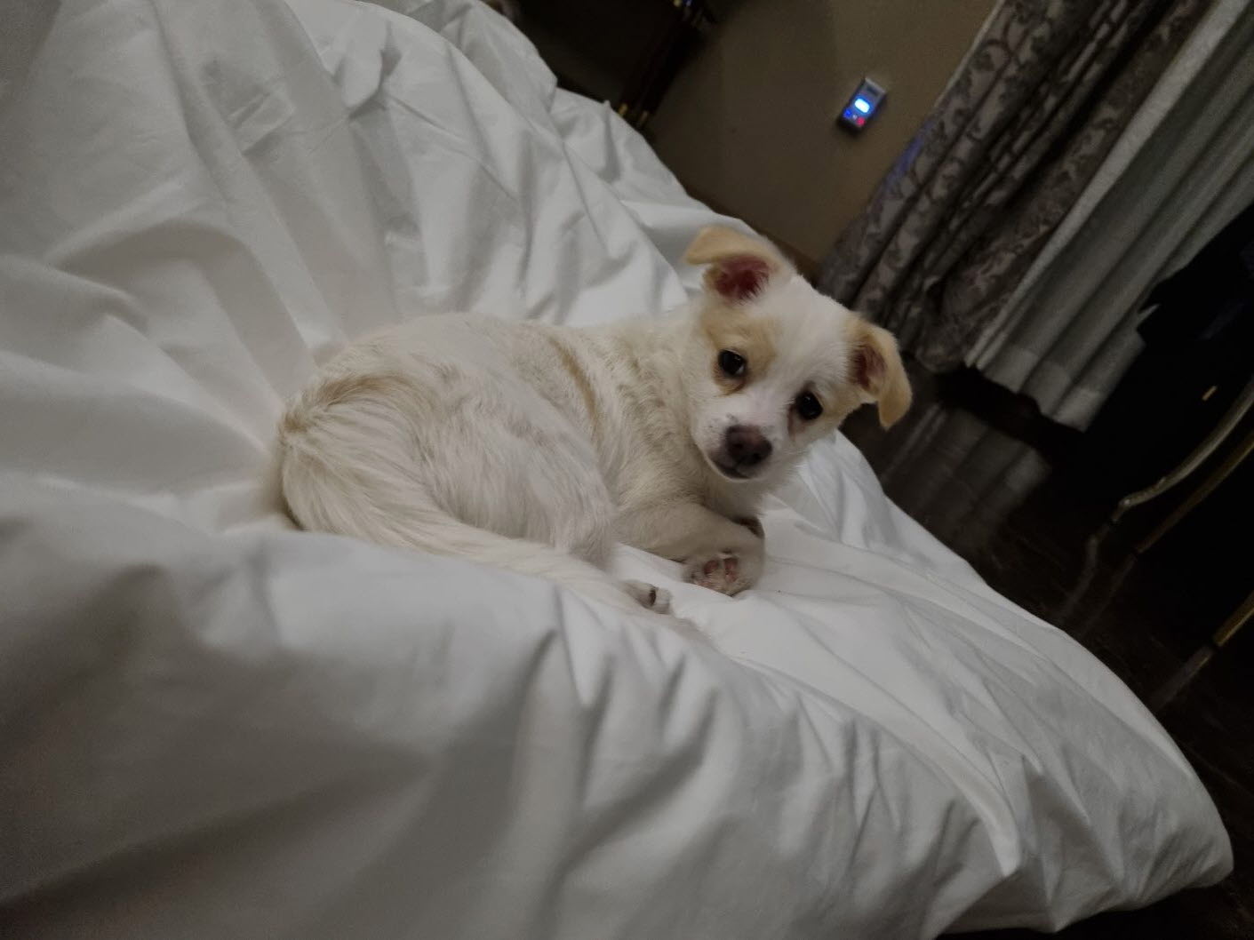 세투(새이름 누릉) 1주일 생활후기