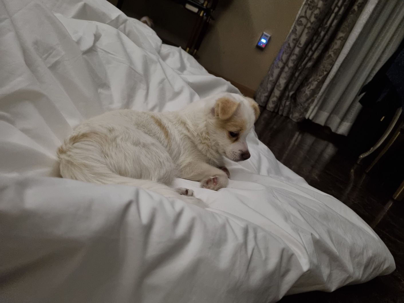 세투(새이름 누릉) 1주일 생활후기