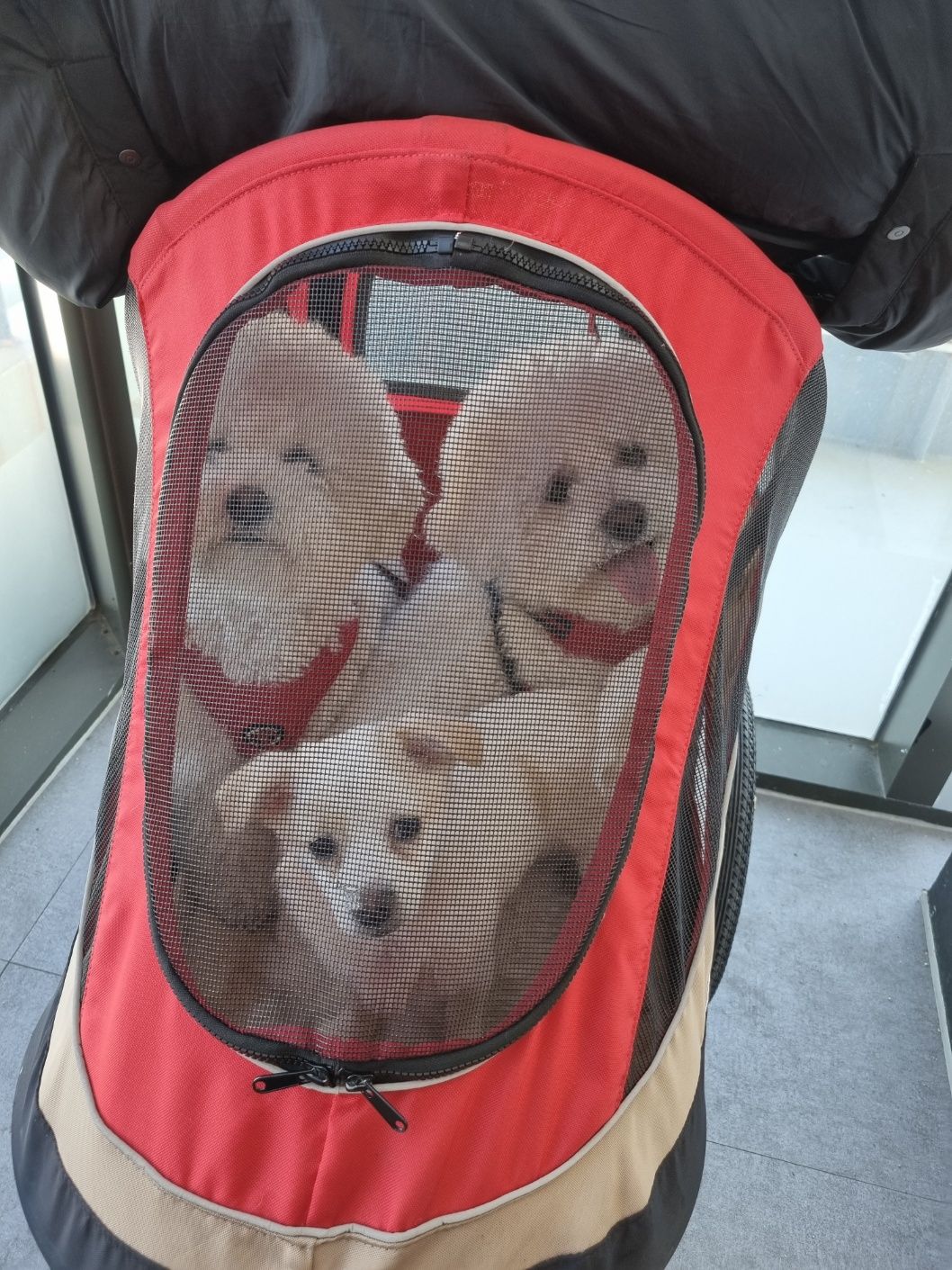 세투(새이름 누릉) 1주일 생활후기