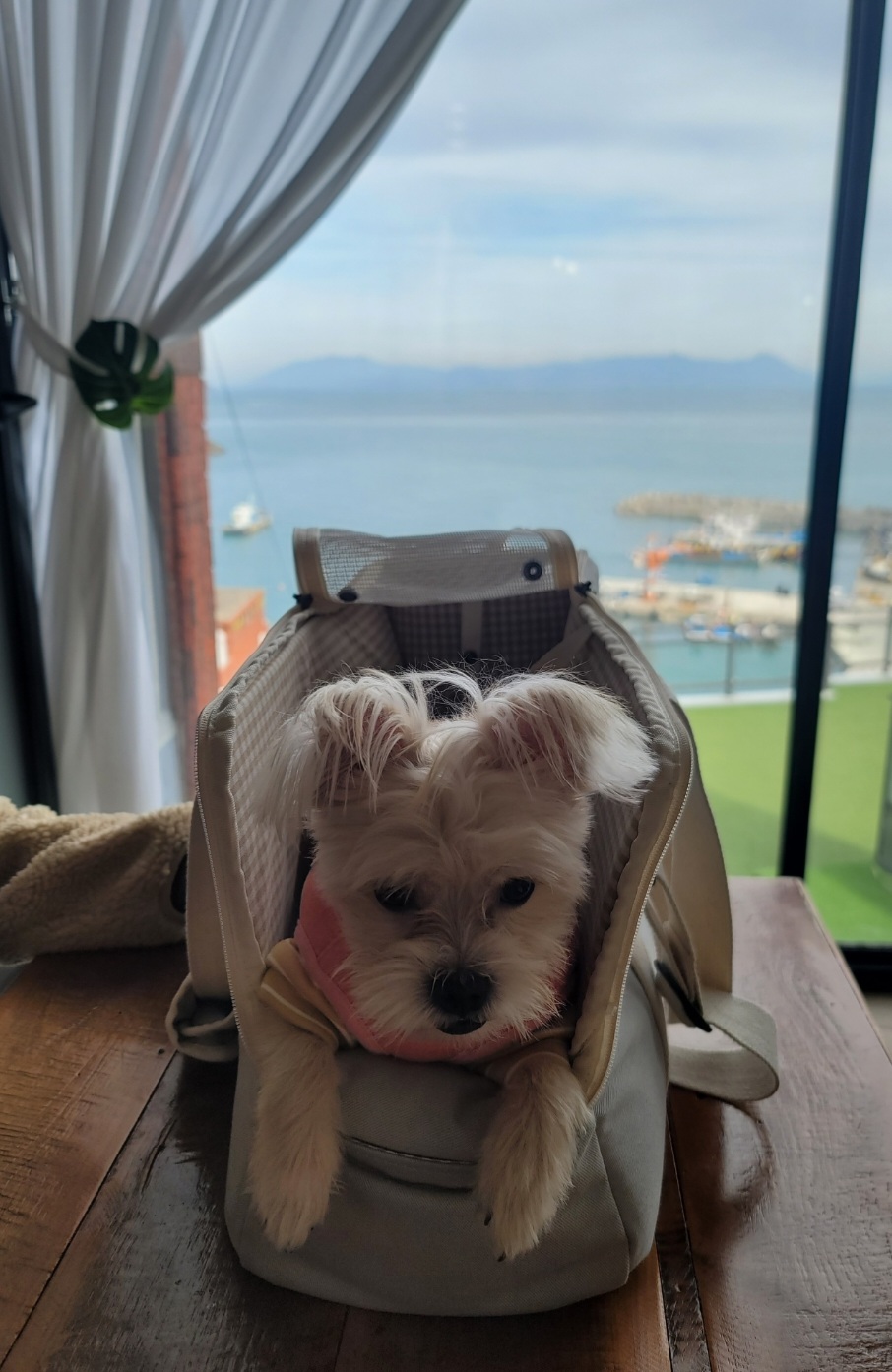 엘디(현 두식이)입양 3개월 후기