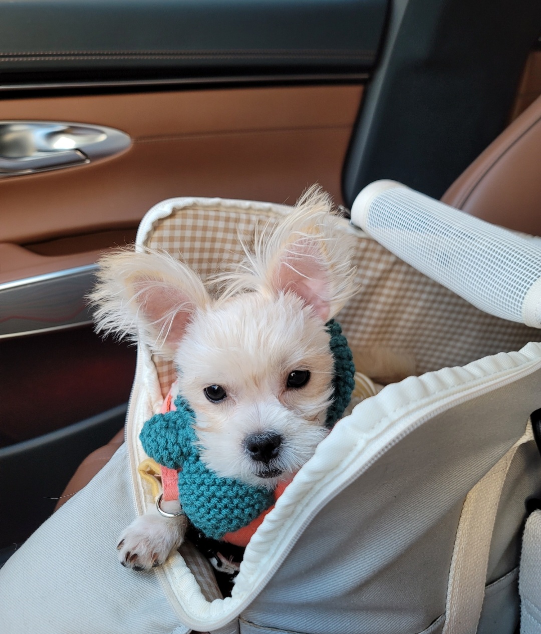 엘디(현 두식이)입양 3개월 후기