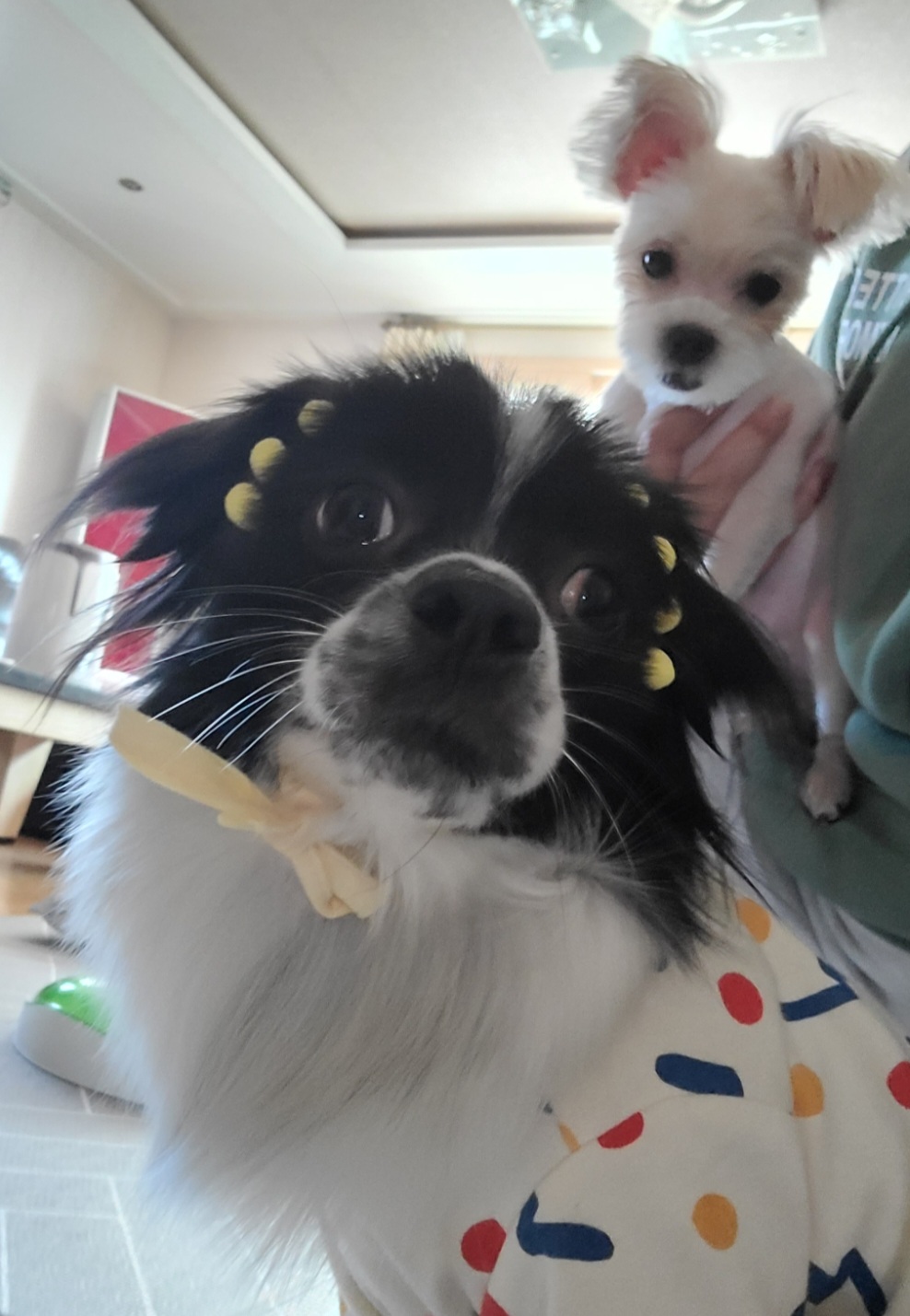 엘디(현 두식이)입양 3개월 후기