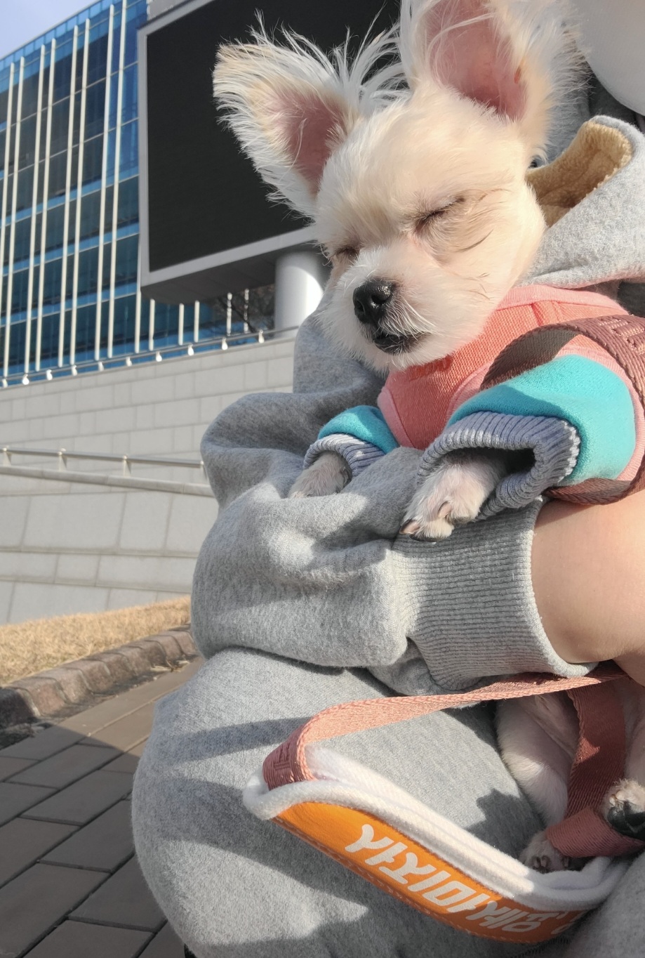 엘디(현 두식이)입양 3개월 후기