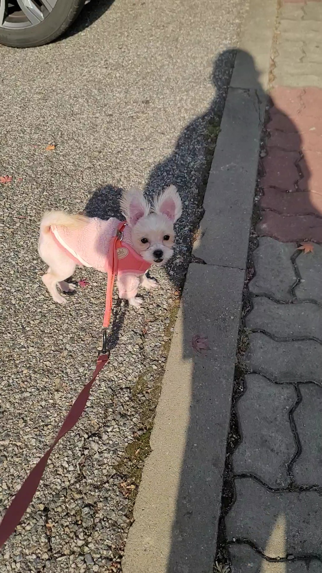 엘디(현 두식이)입양 3개월 후기