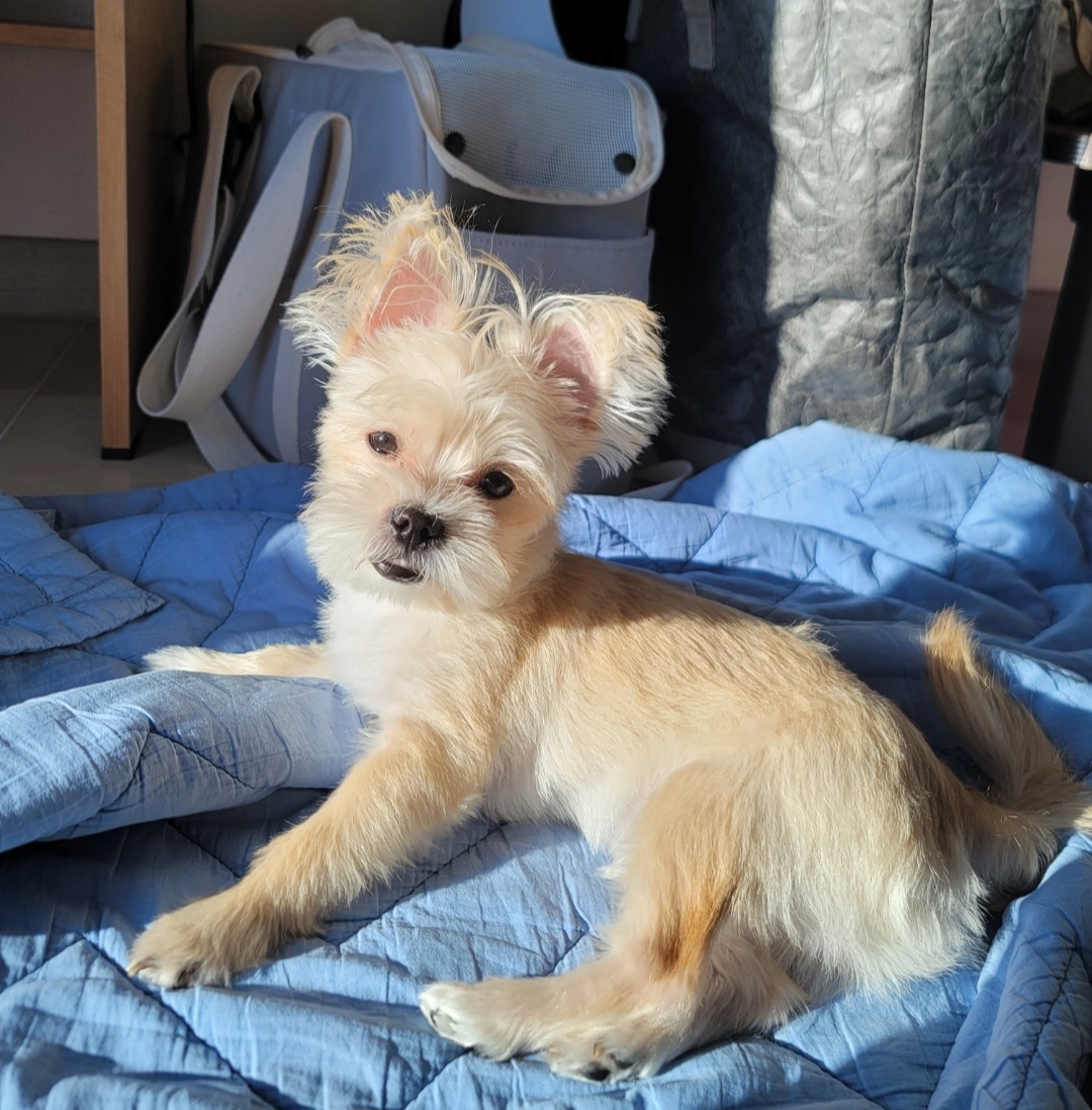 엘디(현 두식이)입양 3개월 후기