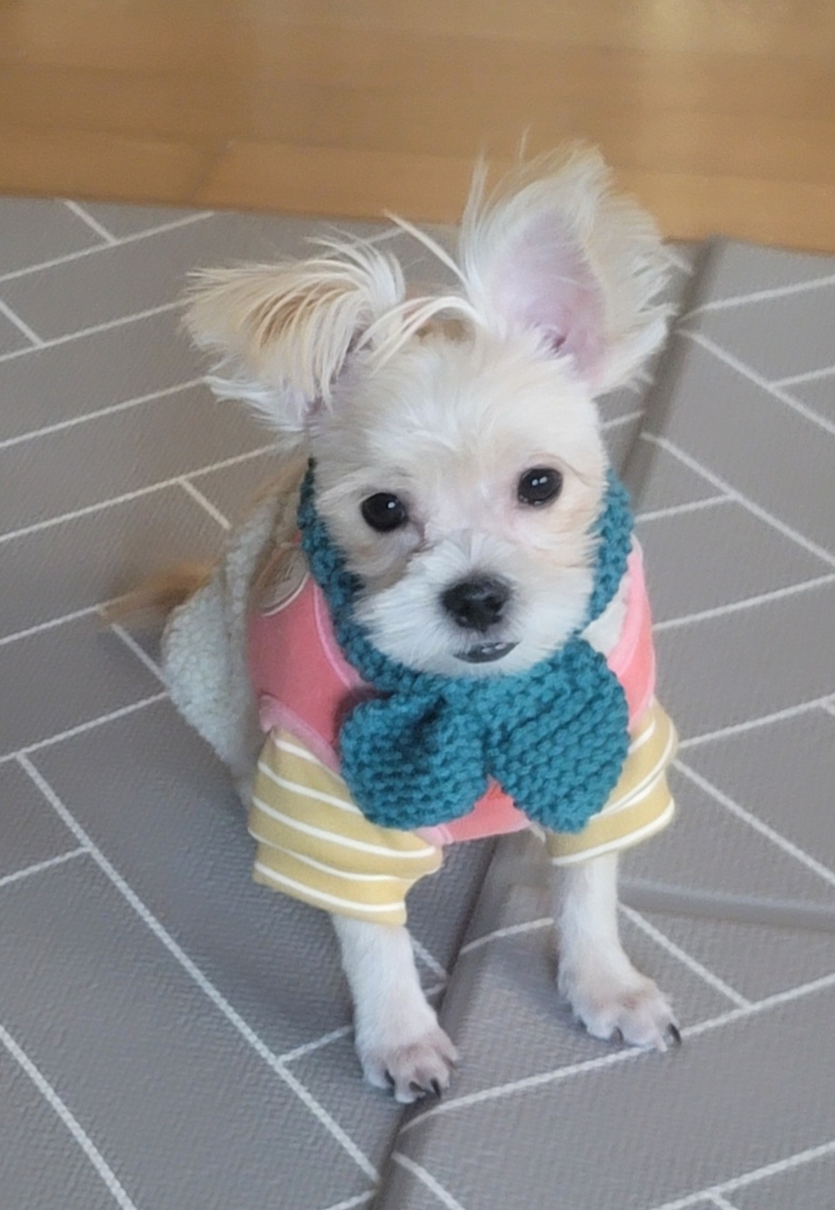 엘디(현 두식이)입양 3개월 후기