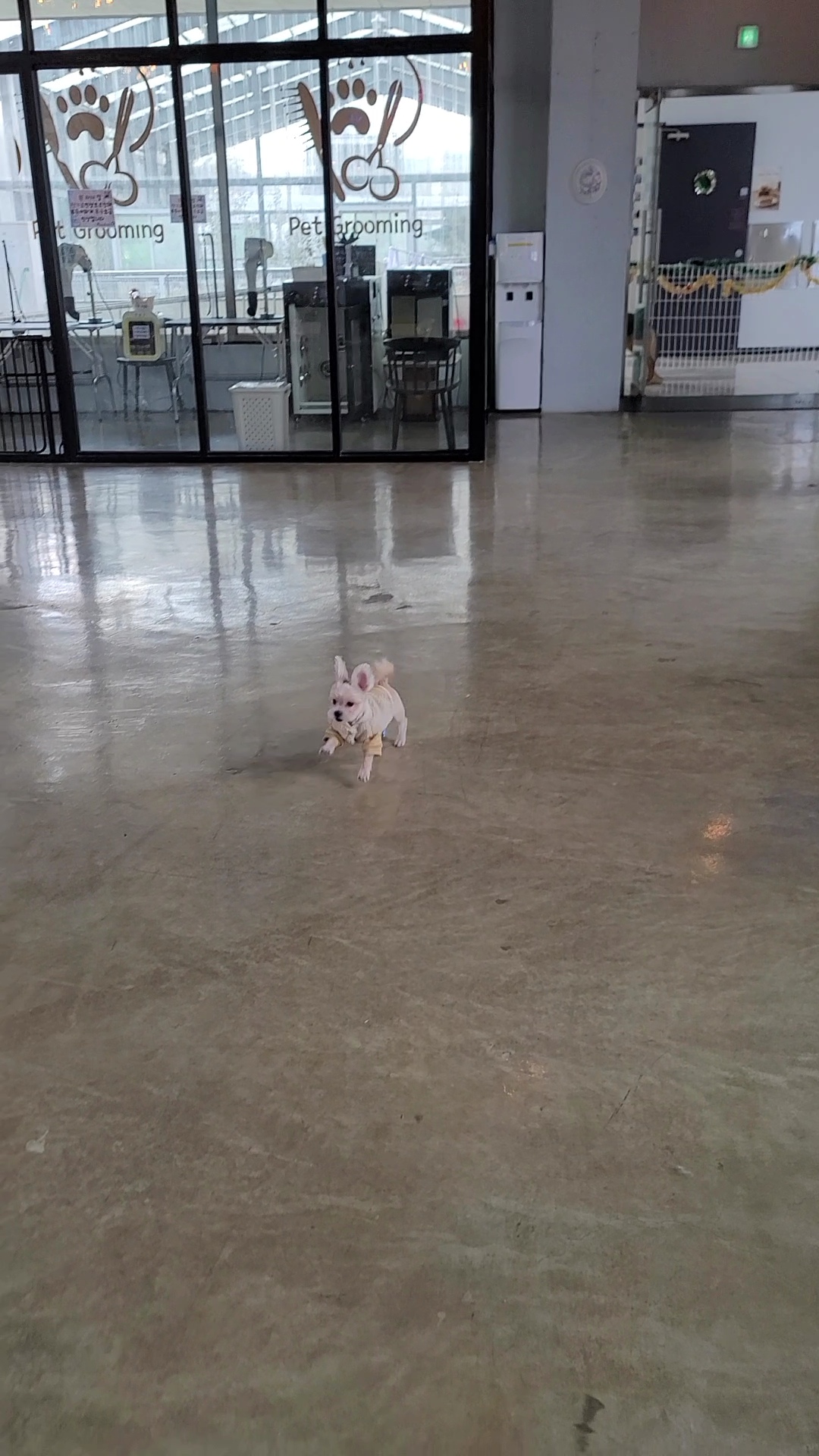 엘디(현 두식이)입양 3개월 후기