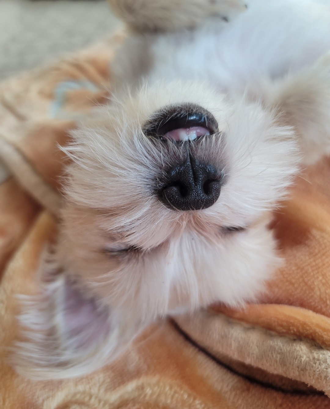 엘디(현 두식이)입양 3개월 후기