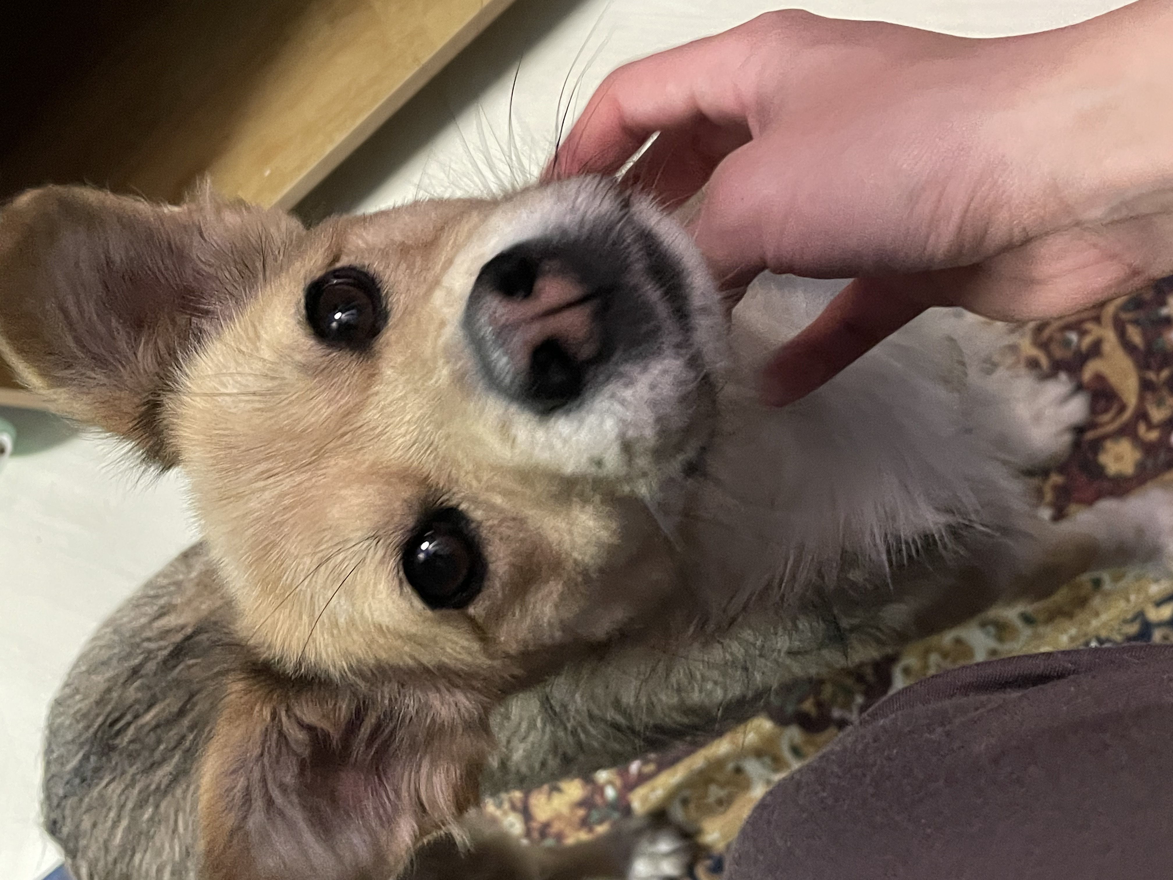 지구 임시보호 이제 3주가 되어 가네요!