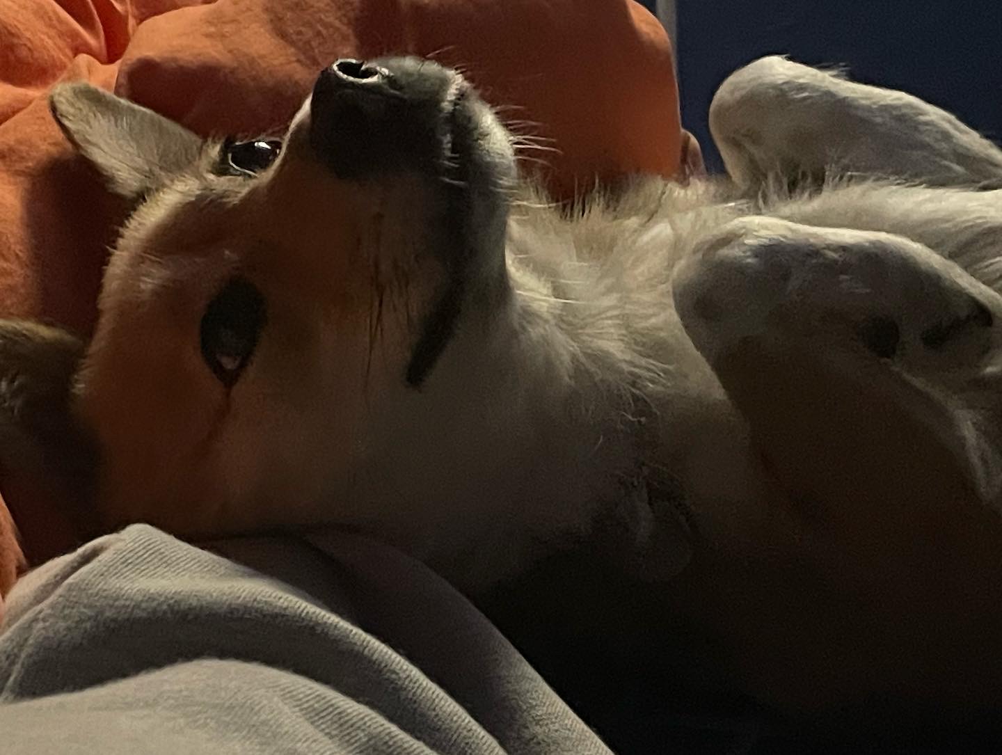 지구 임시보호 이제 3주가 되어 가네요!