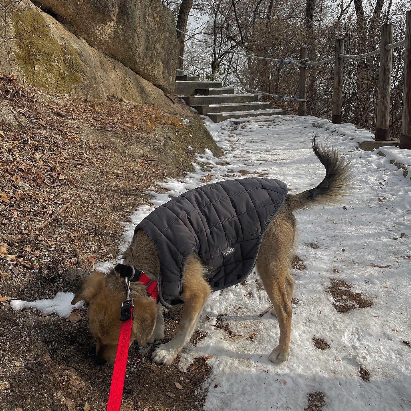 지구 임시보호 이제 3주가 되어 가네요!