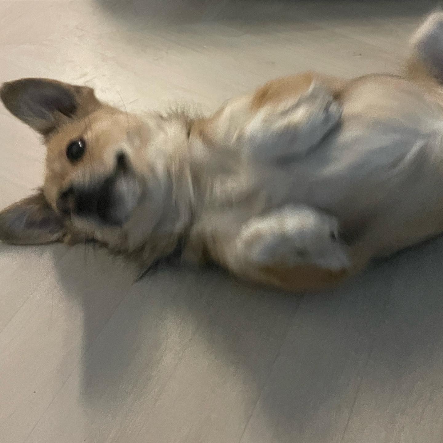 지구 임시보호 이제 3주가 되어 가네요!