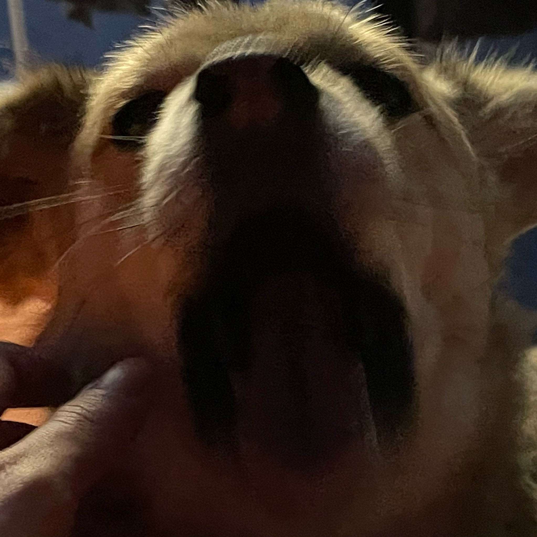 지구 임시보호 이제 3주가 되어 가네요!