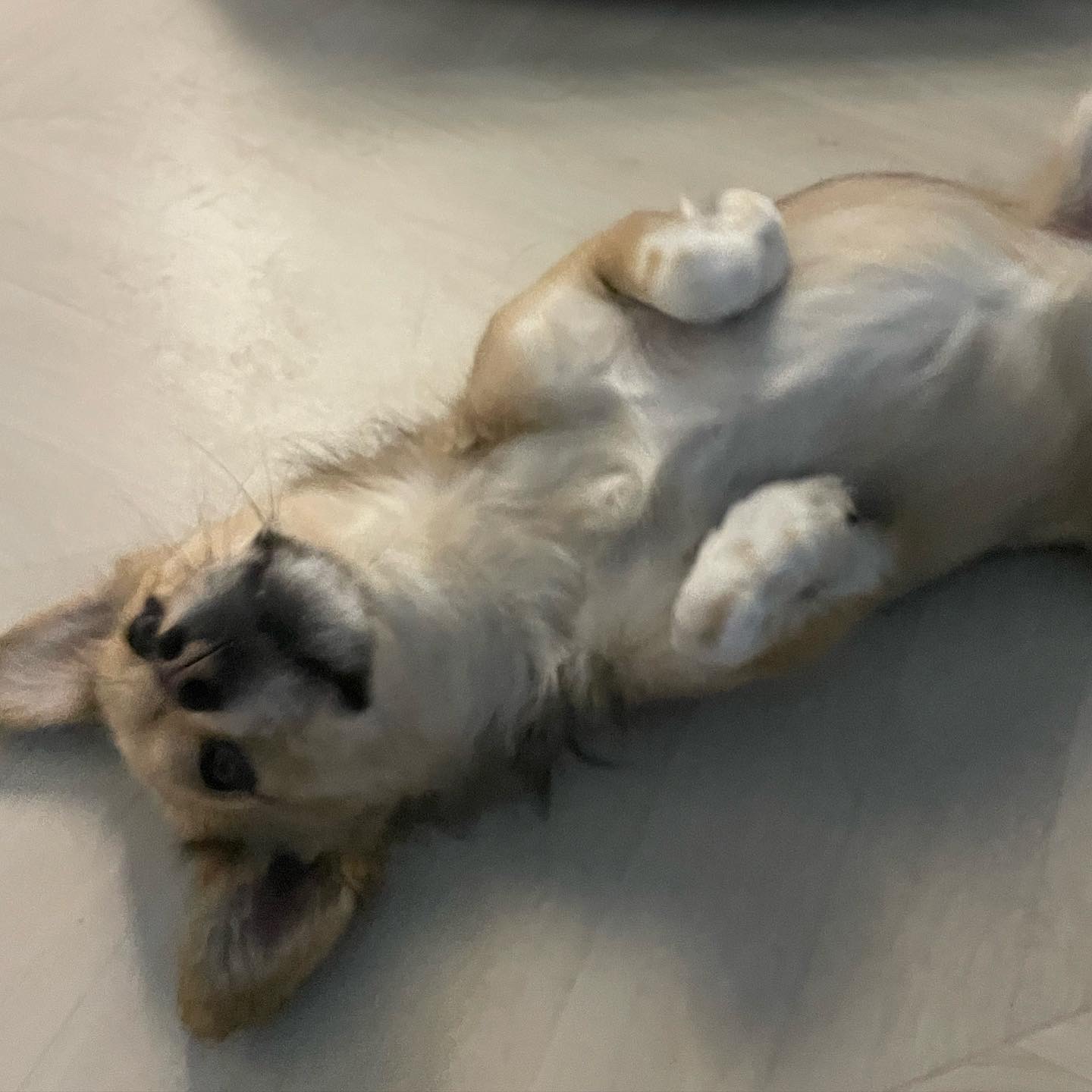 지구 임시보호 이제 3주가 되어 가네요!