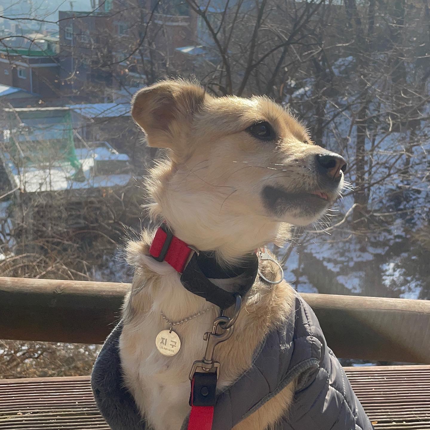 지구 임시보호 이제 3주가 되어 가네요!