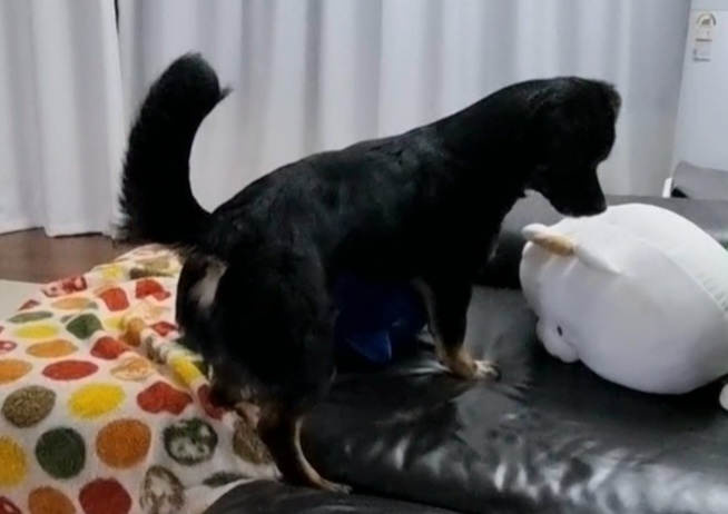 두양이 첫 입양기입니다