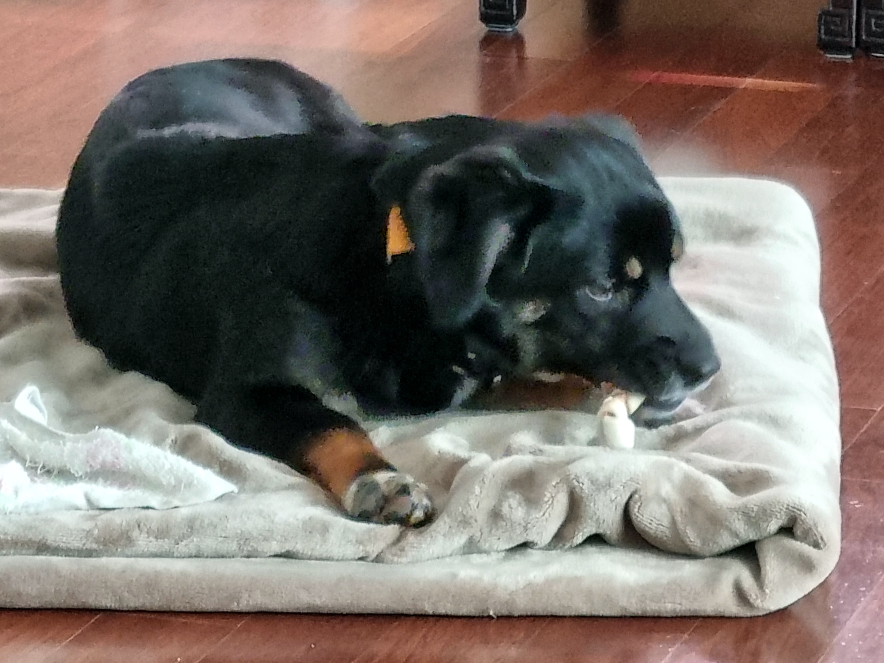 두양이 첫 입양기입니다