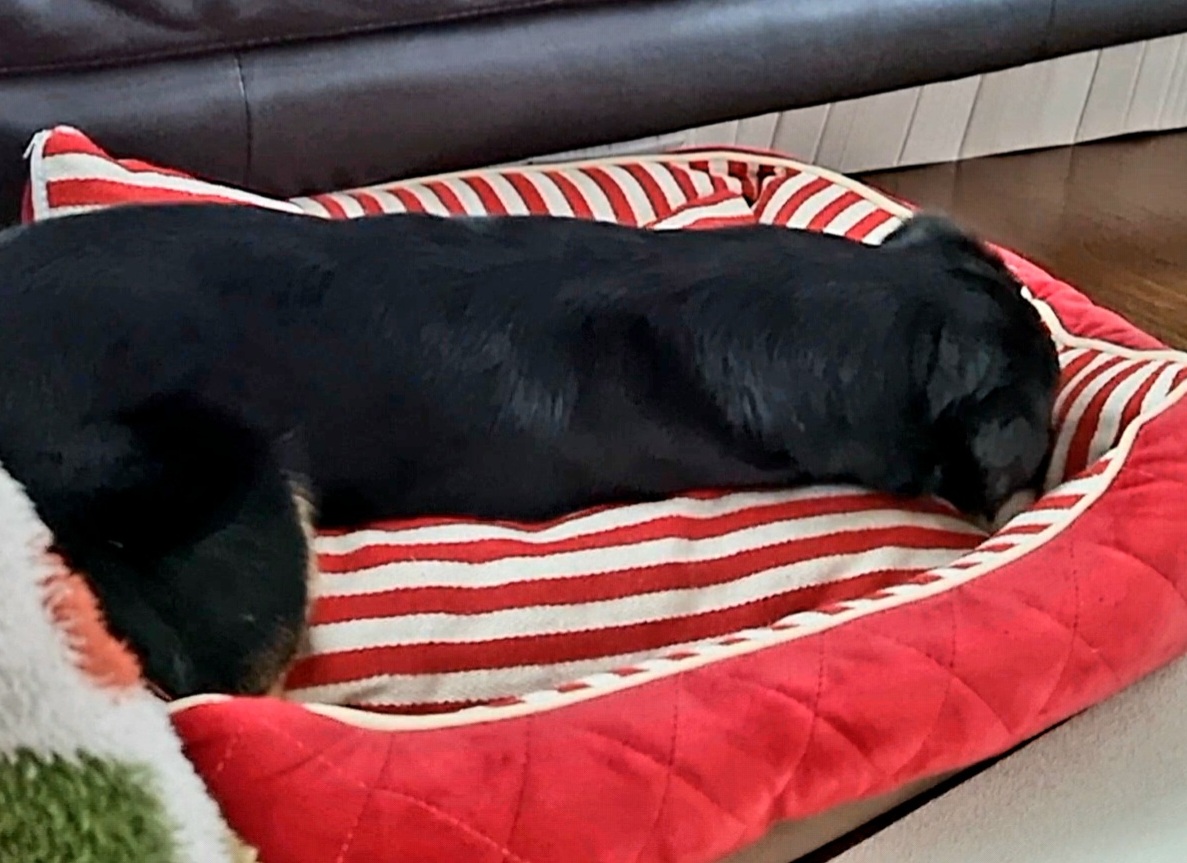 두양이 첫 입양기입니다