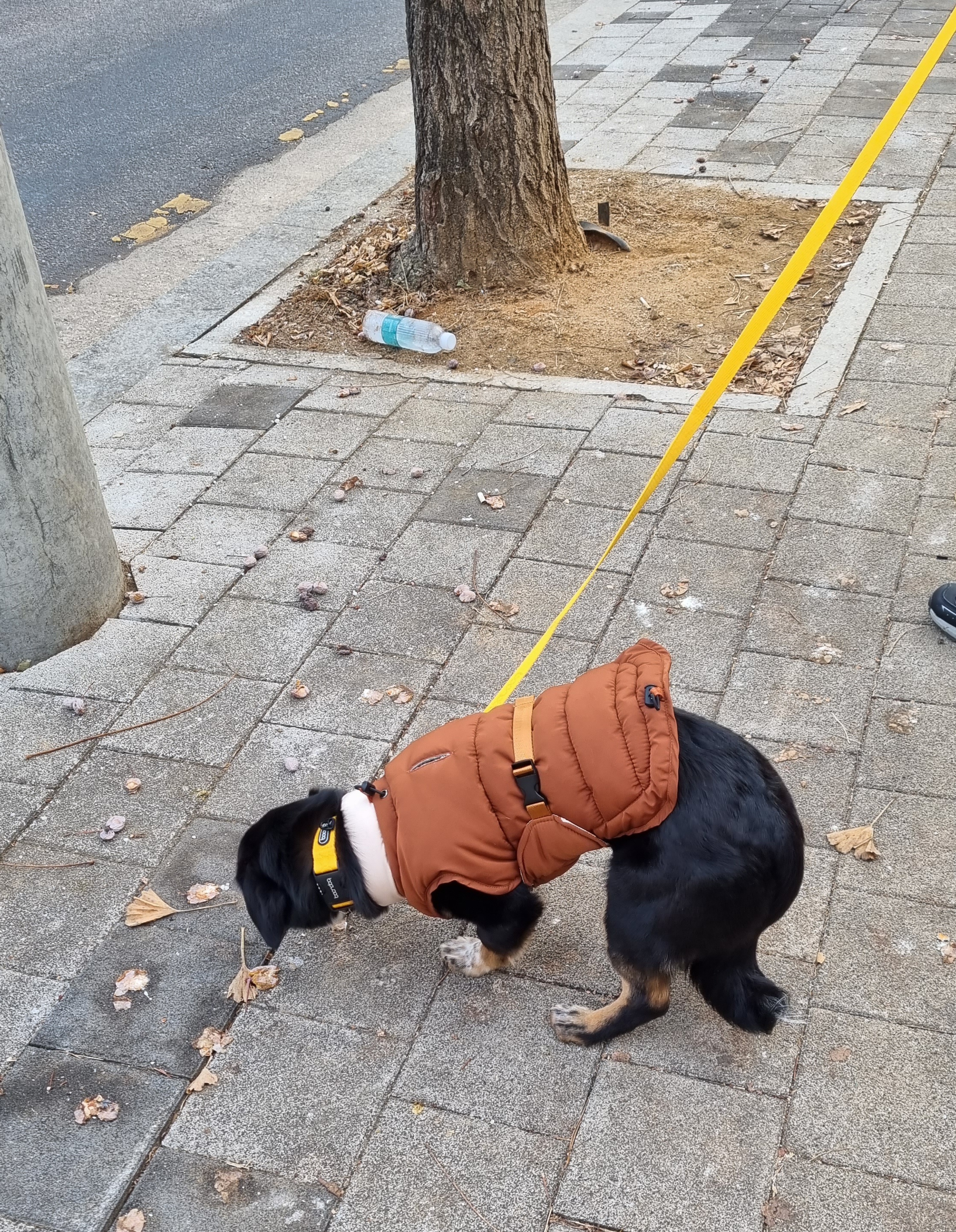 두양이 첫 입양기입니다