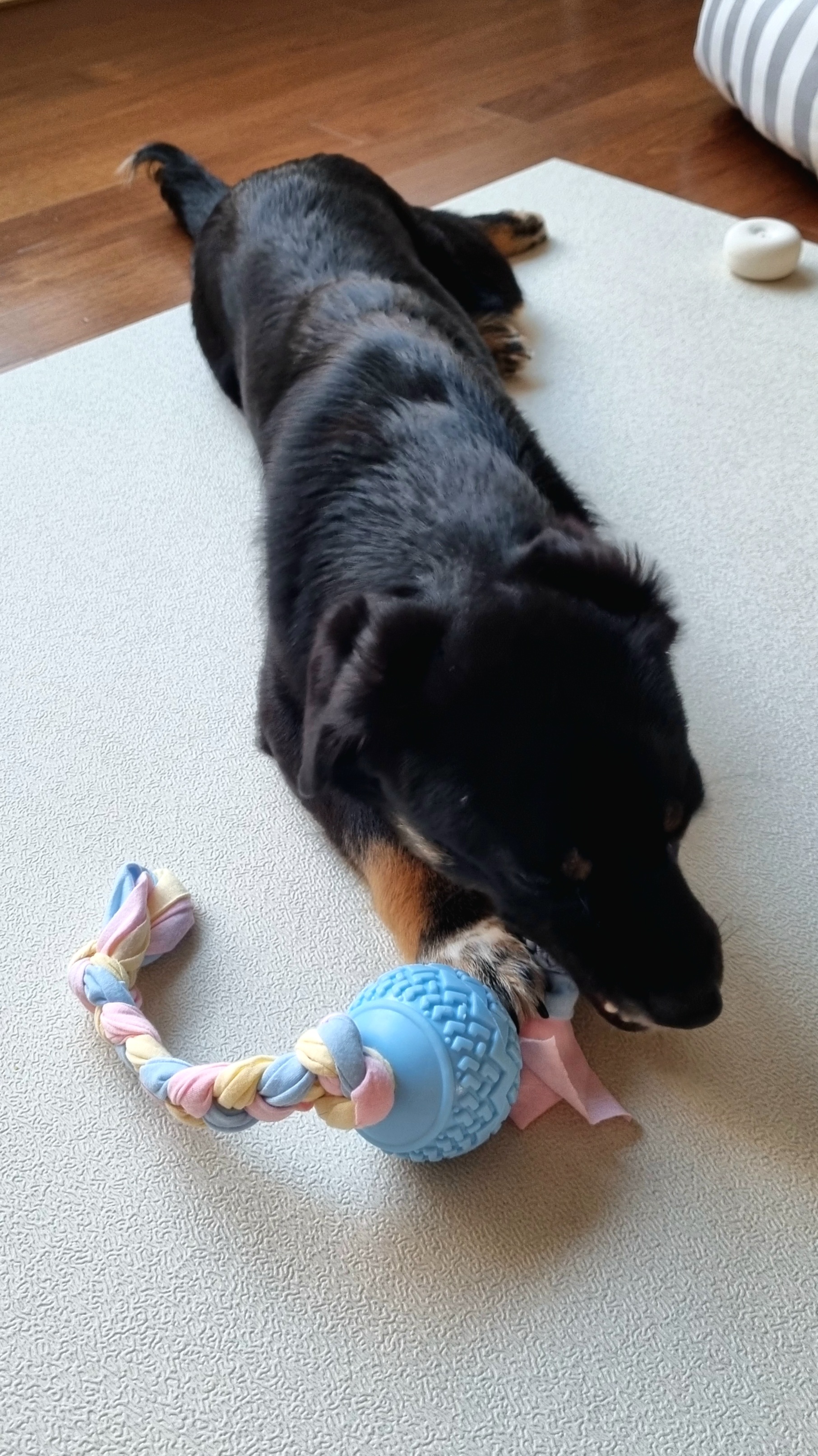 두양이 첫 입양기입니다