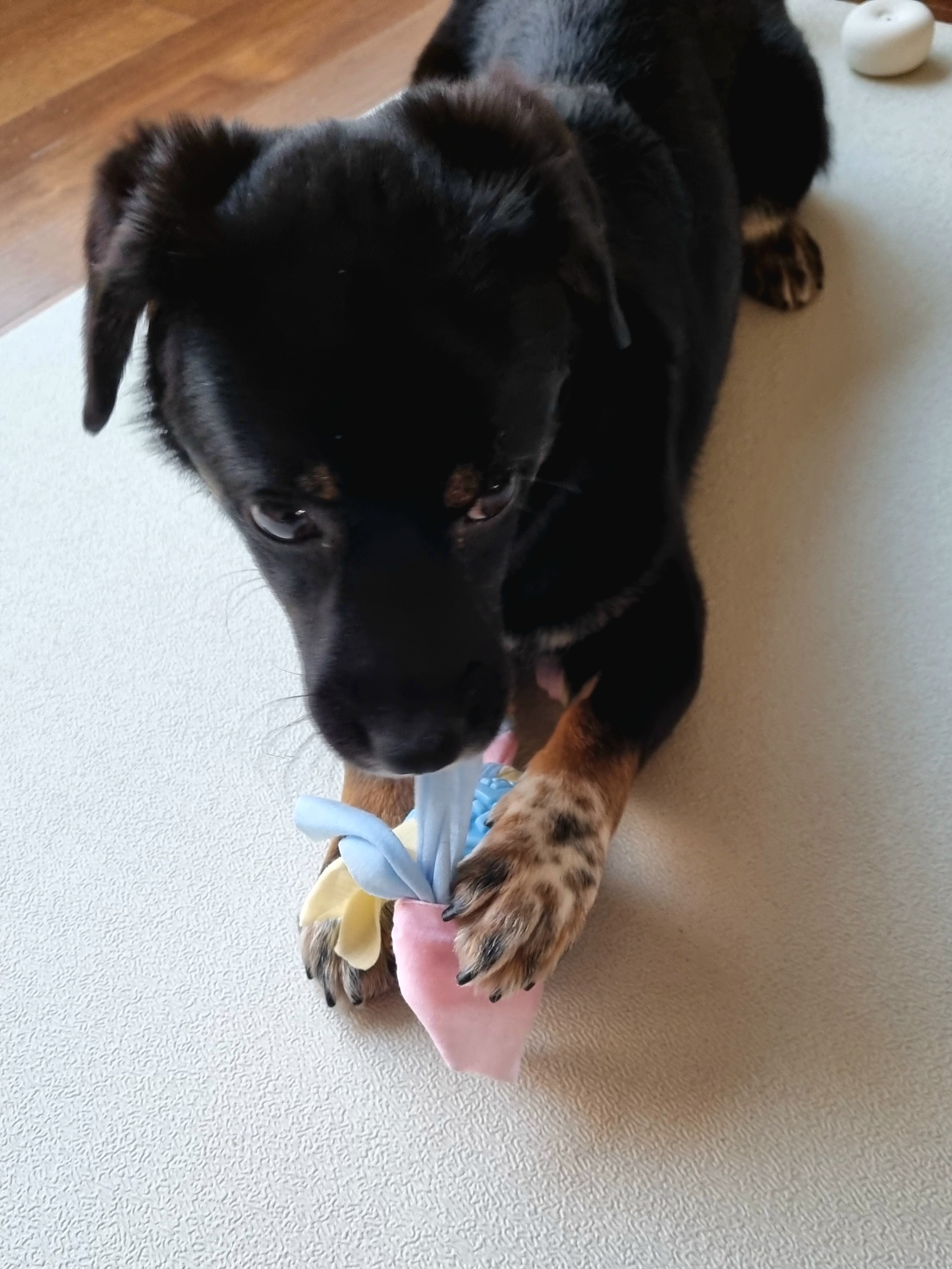 두양이 첫 입양기입니다