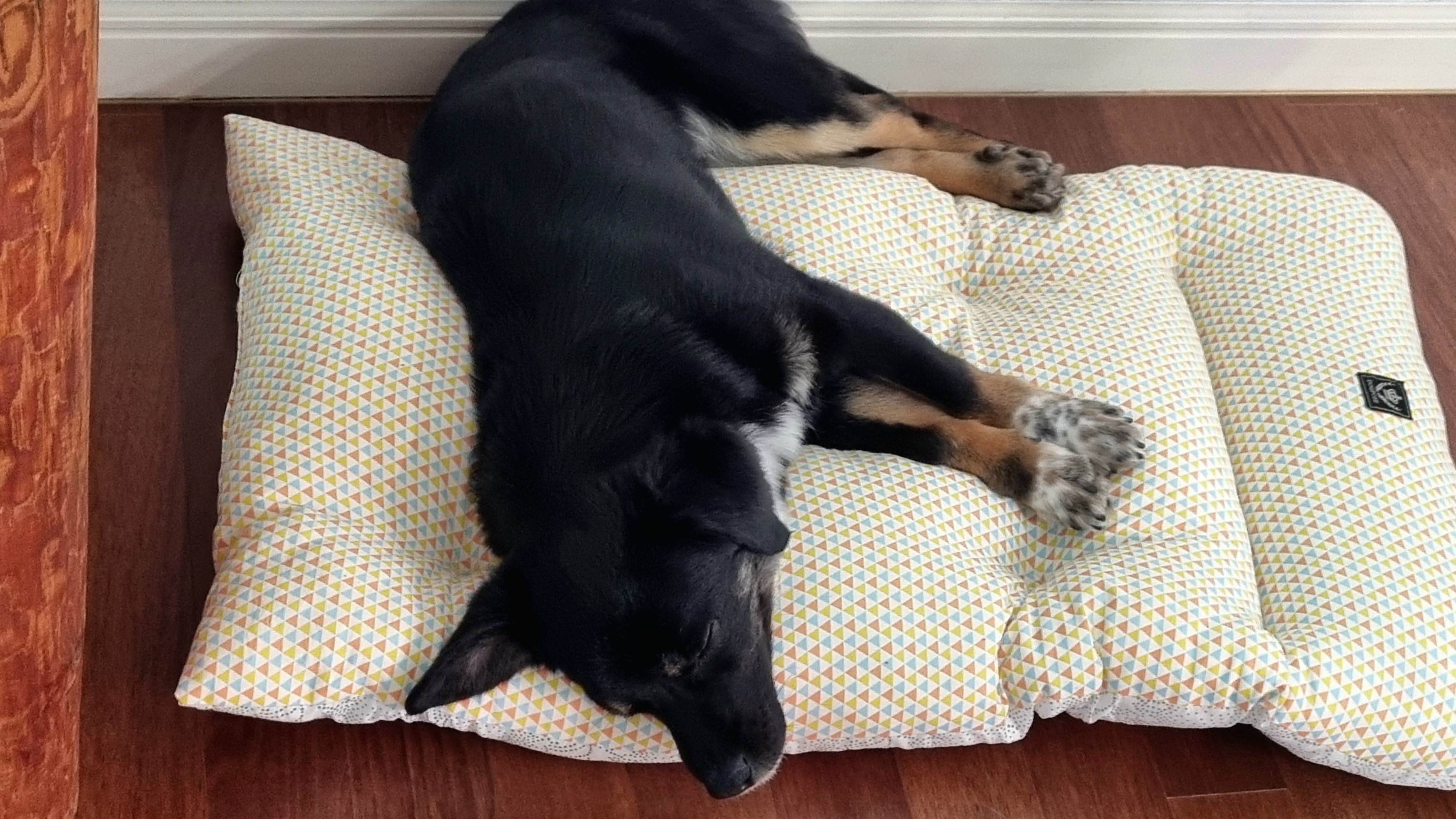 두양이 첫 입양기입니다