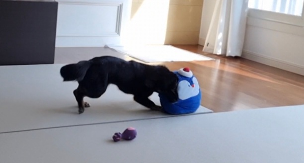 두양이 첫 입양기입니다