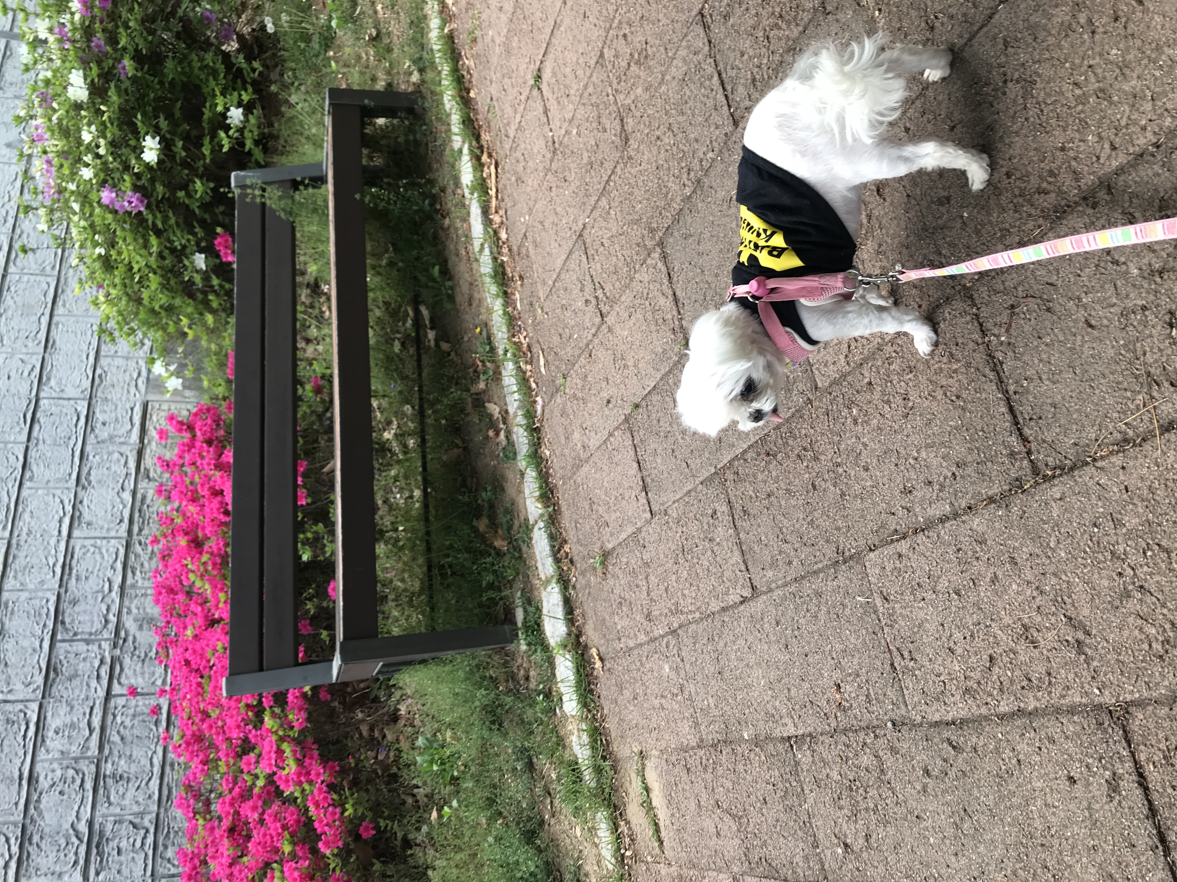 보희 이브 입양 4년 후기