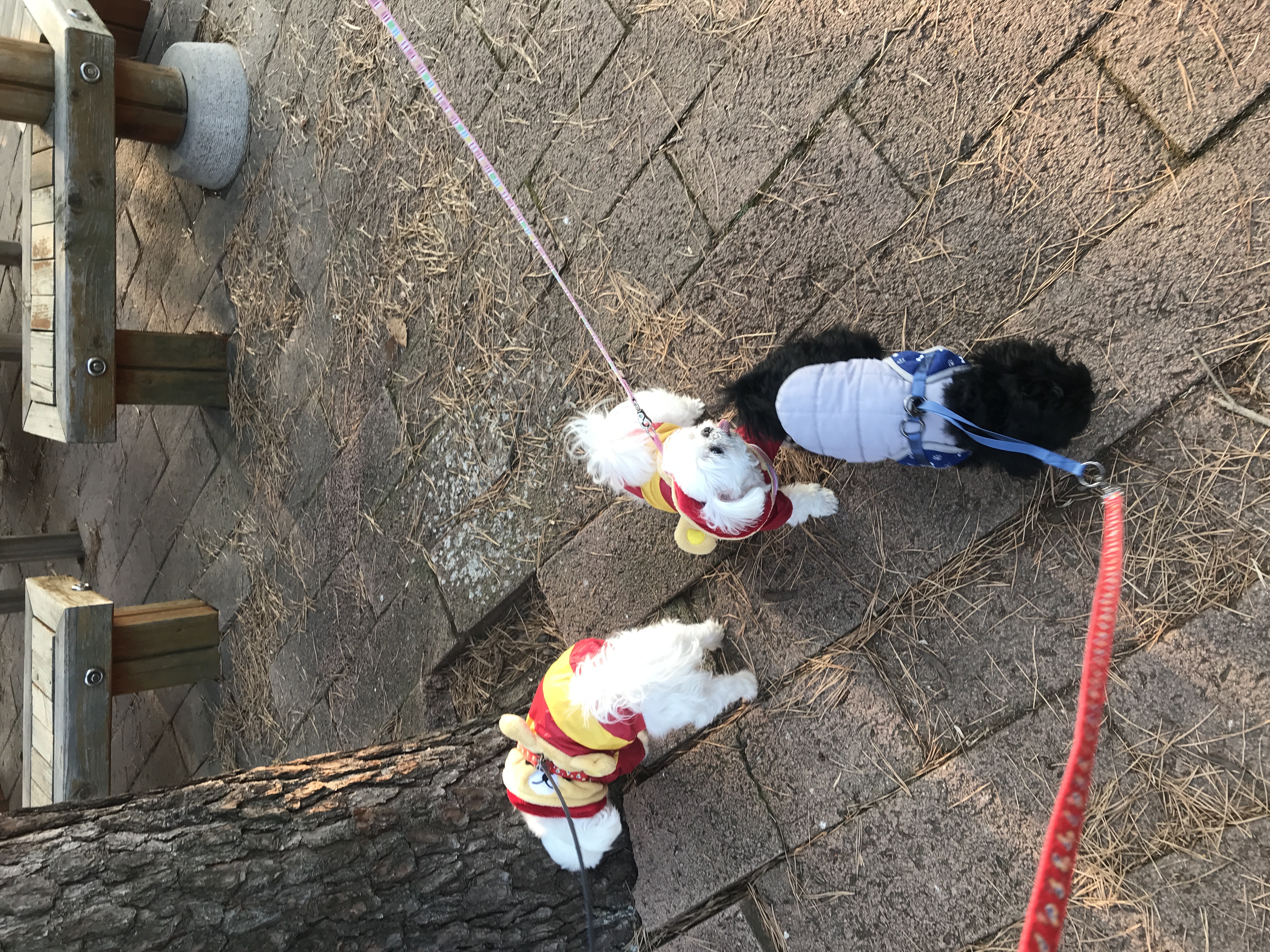 보희 이브 입양 4년 후기