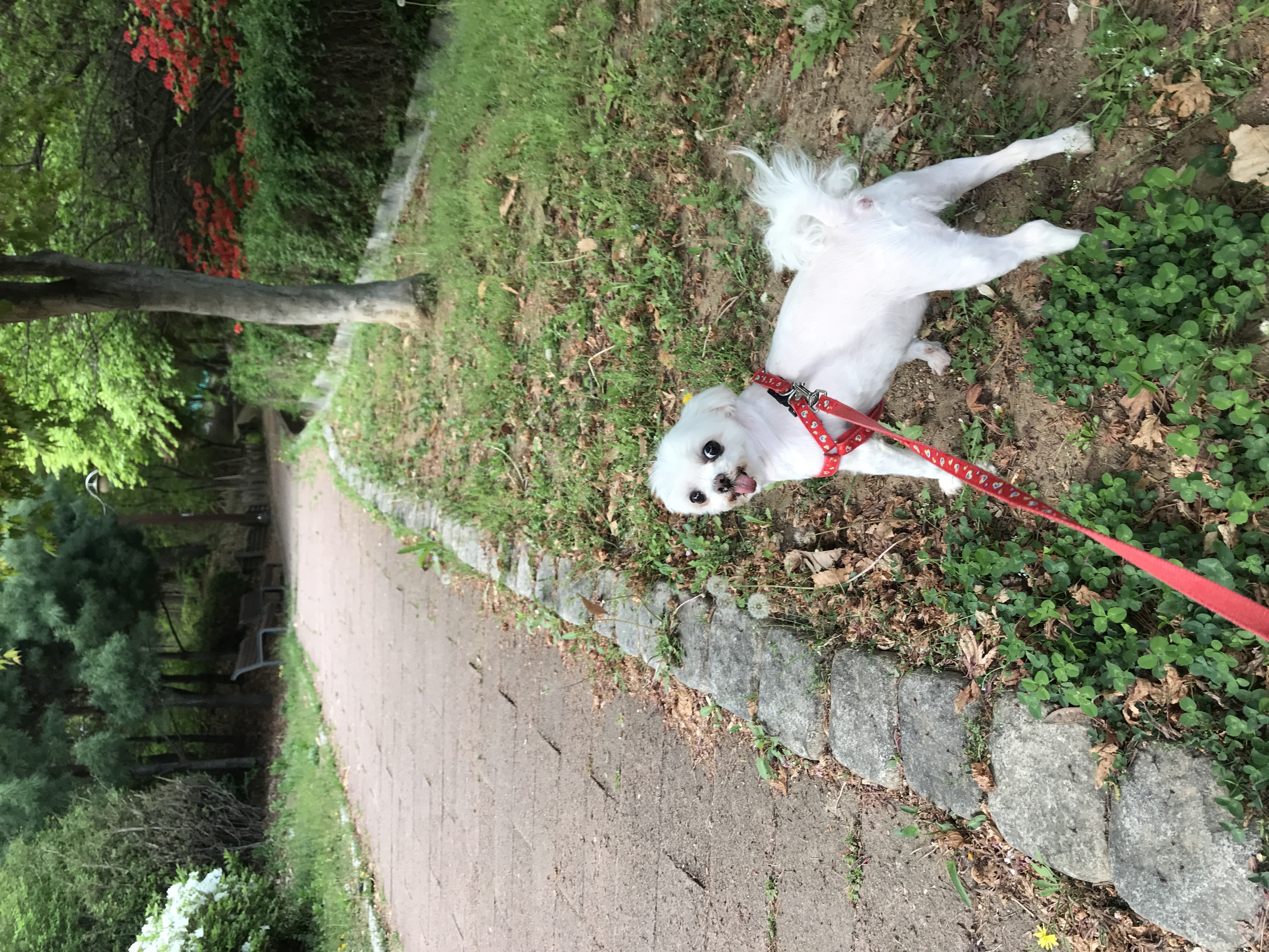 보희 이브 입양 4년 후기