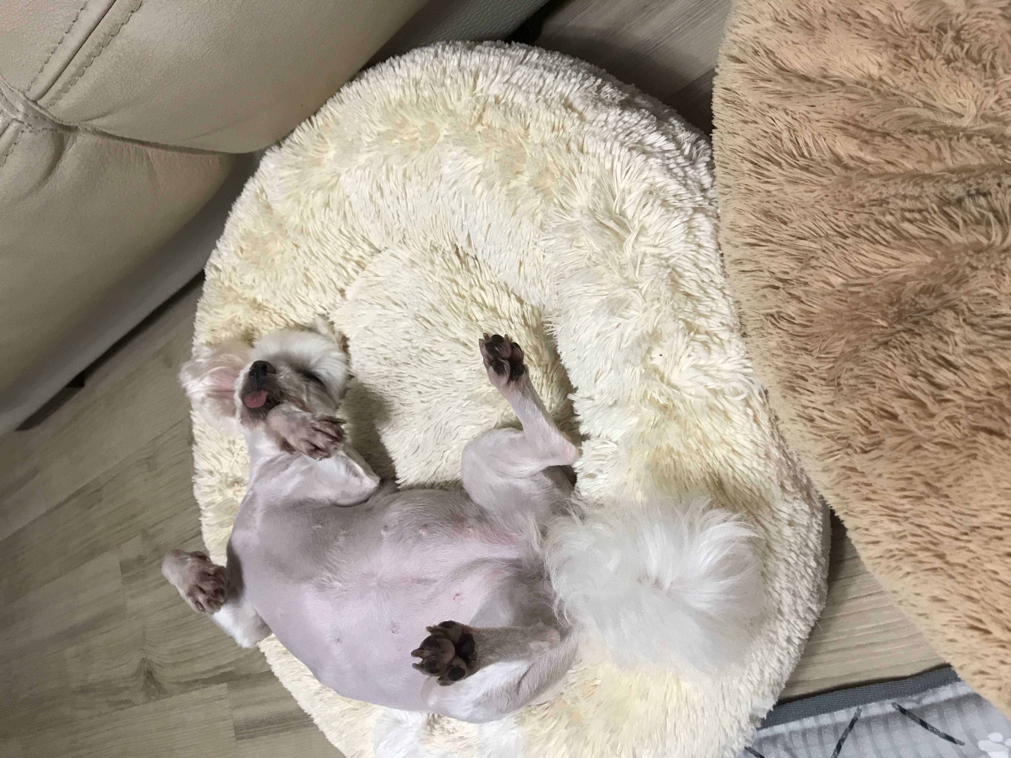 보희 이브 입양 4년 후기