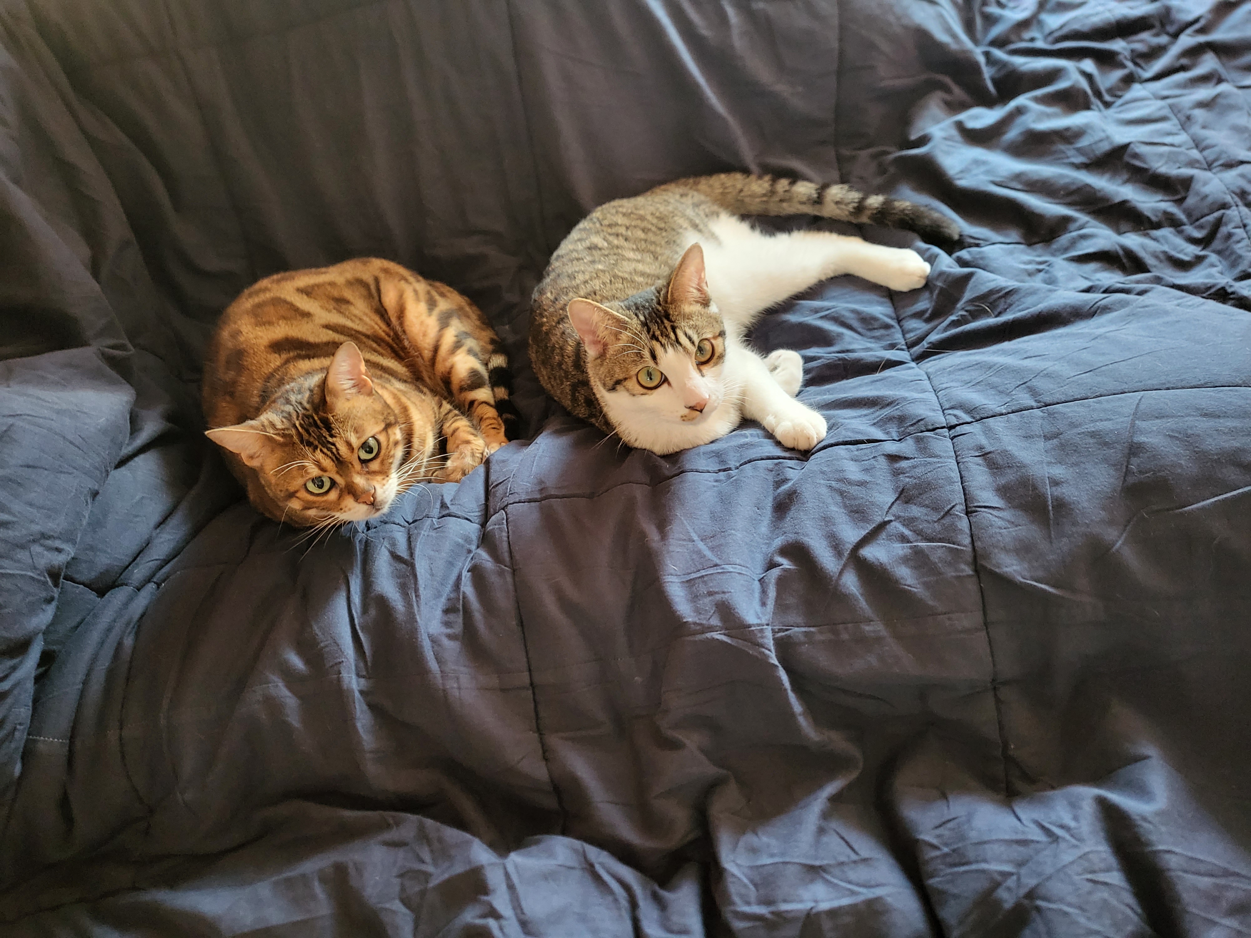 탄이(해성이)는 누나바라기로 잘지내고 있습니다.