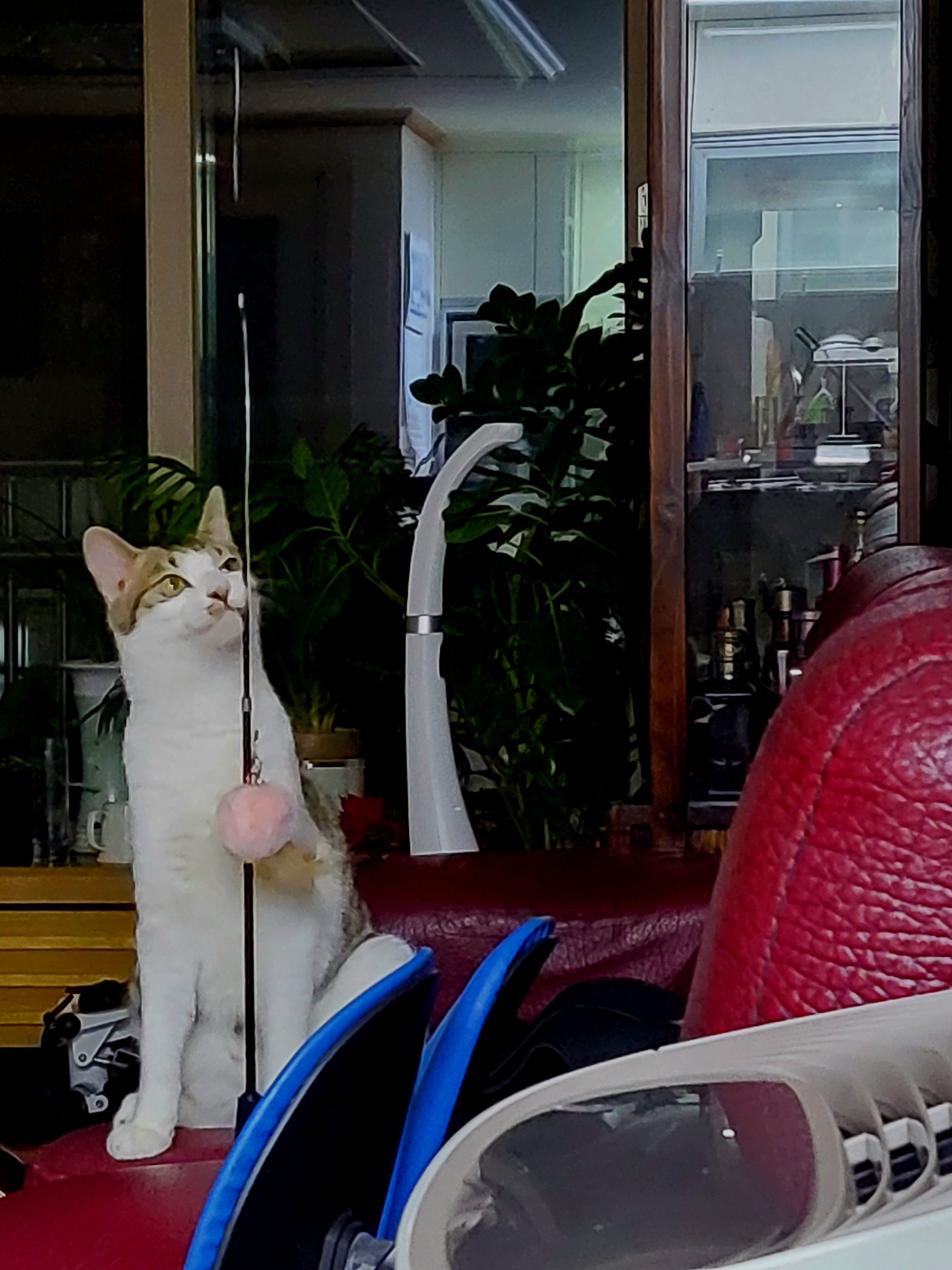 탄이(해성이)는 누나바라기로 잘지내고 있습니다.