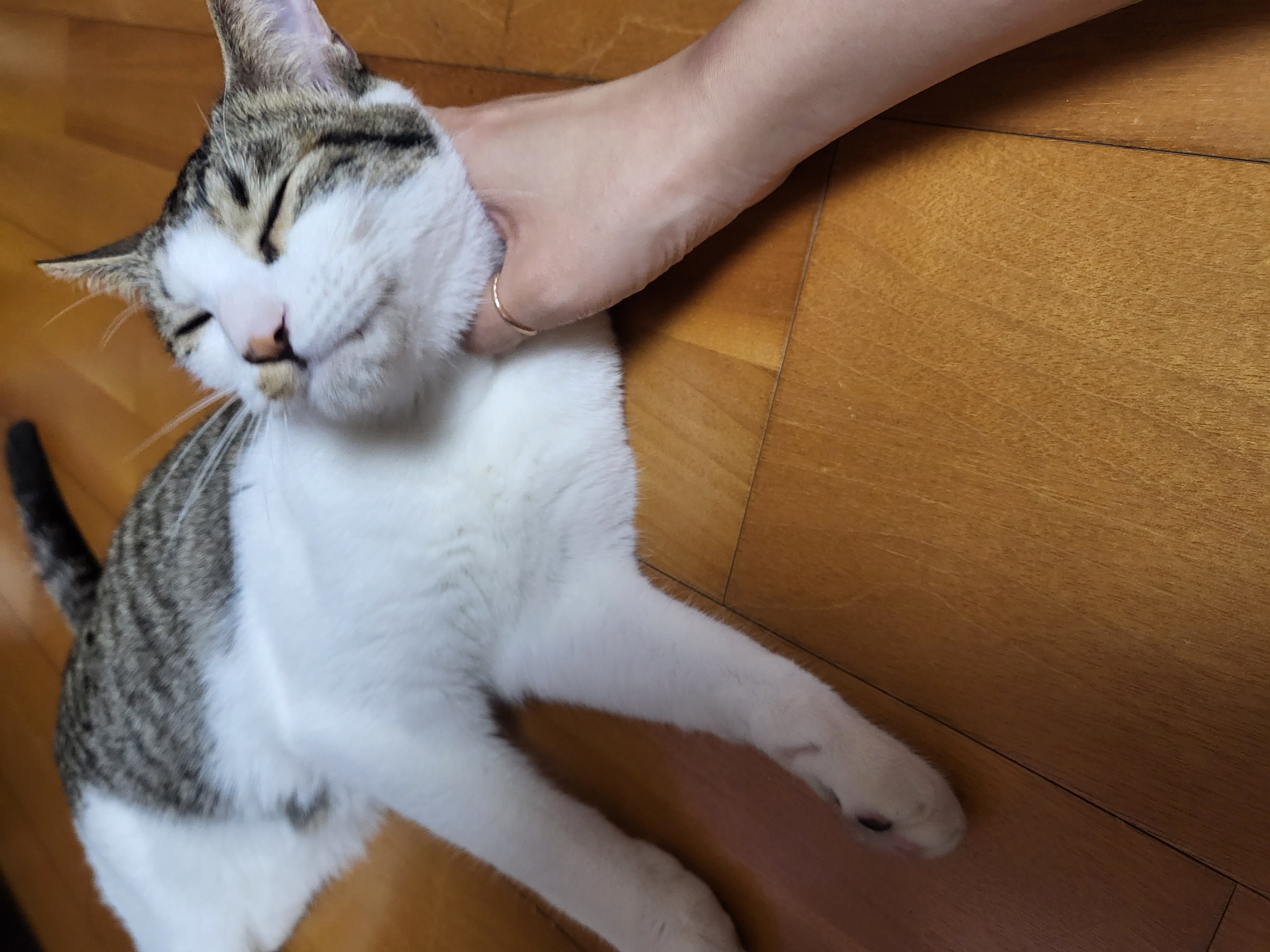 탄이(해성이)는 누나바라기로 잘지내고 있습니다.