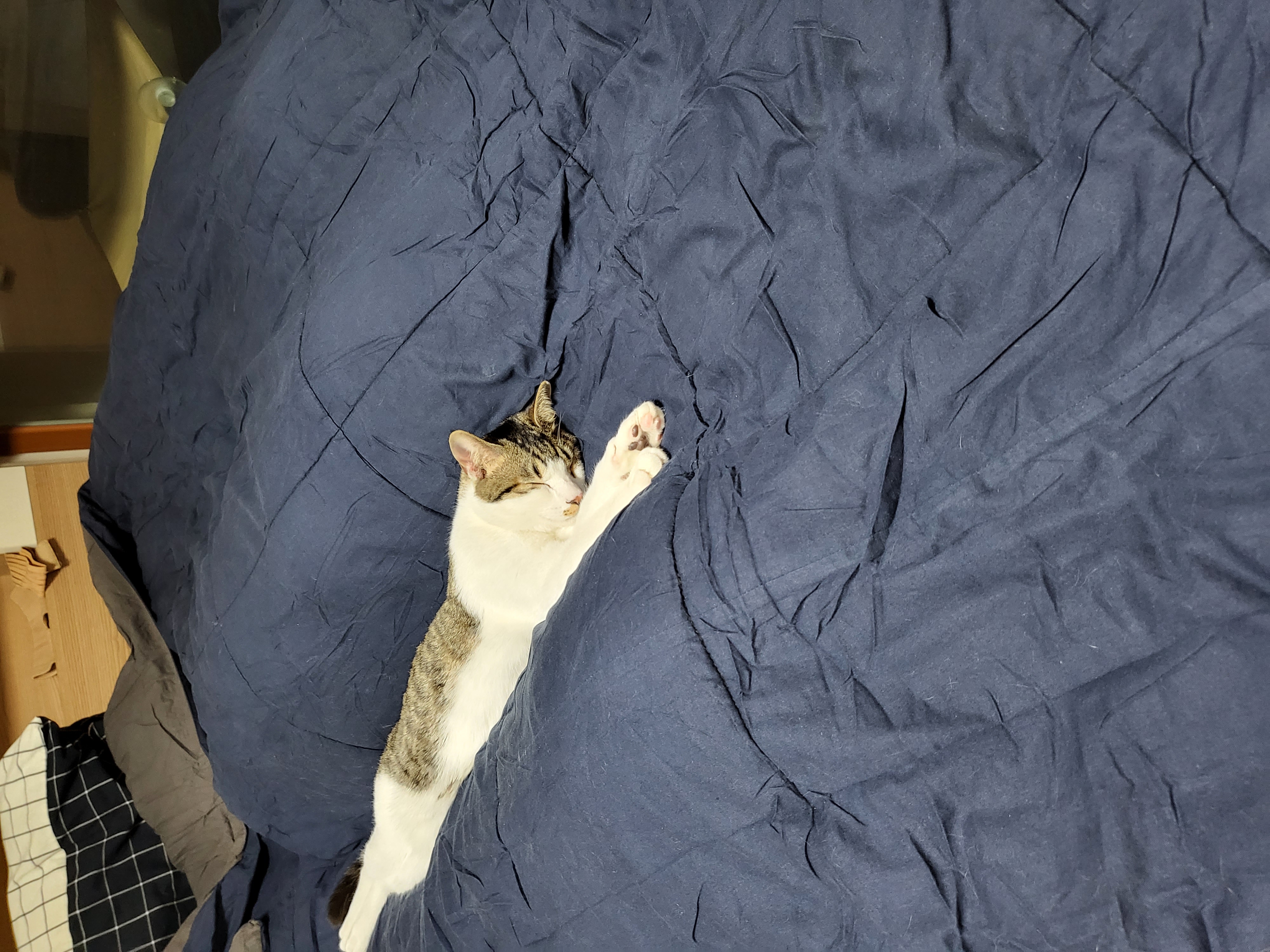 탄이(해성이)는 누나바라기로 잘지내고 있습니다.