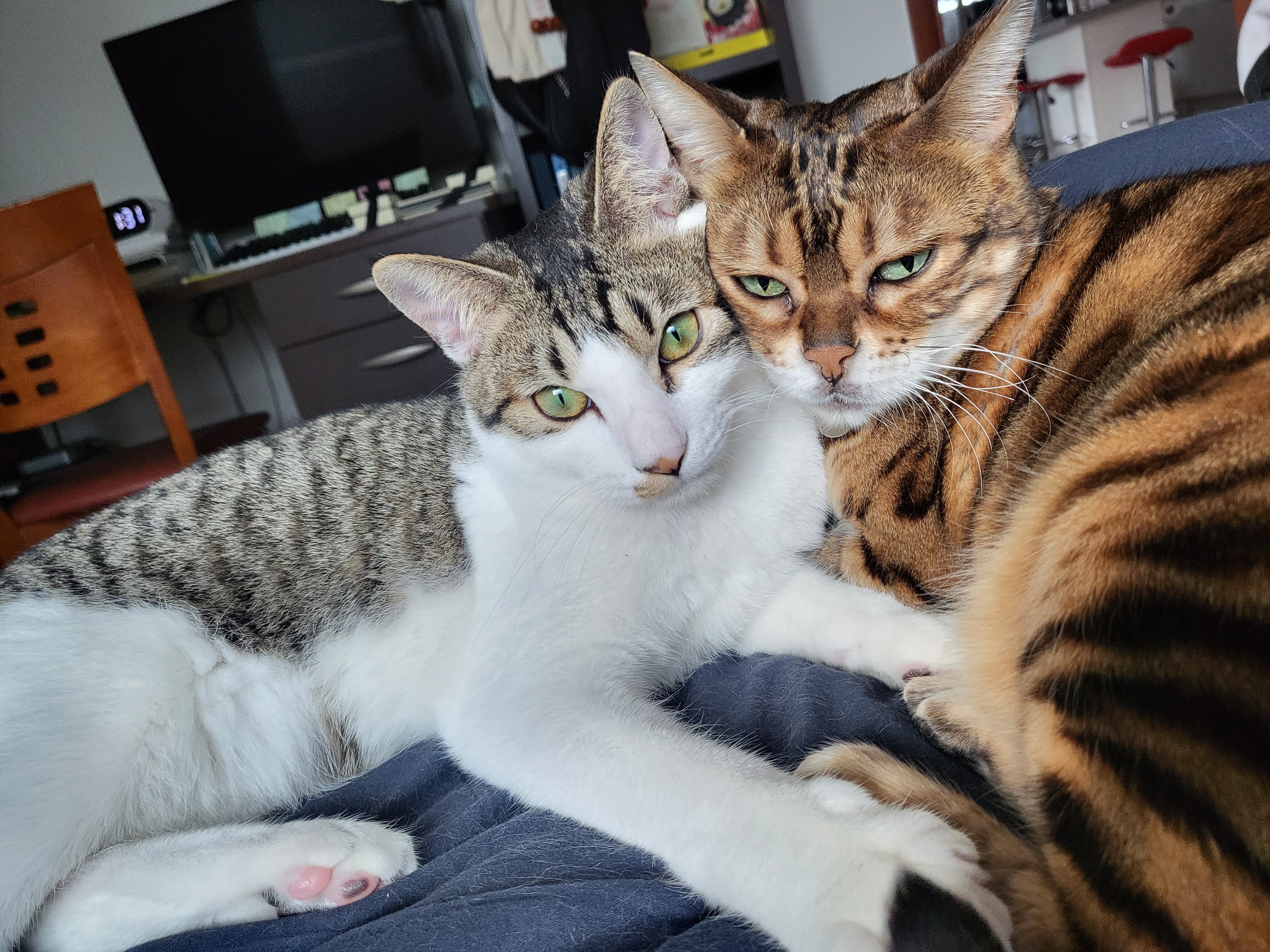 탄이(해성이)는 누나바라기로 잘지내고 있습니다.