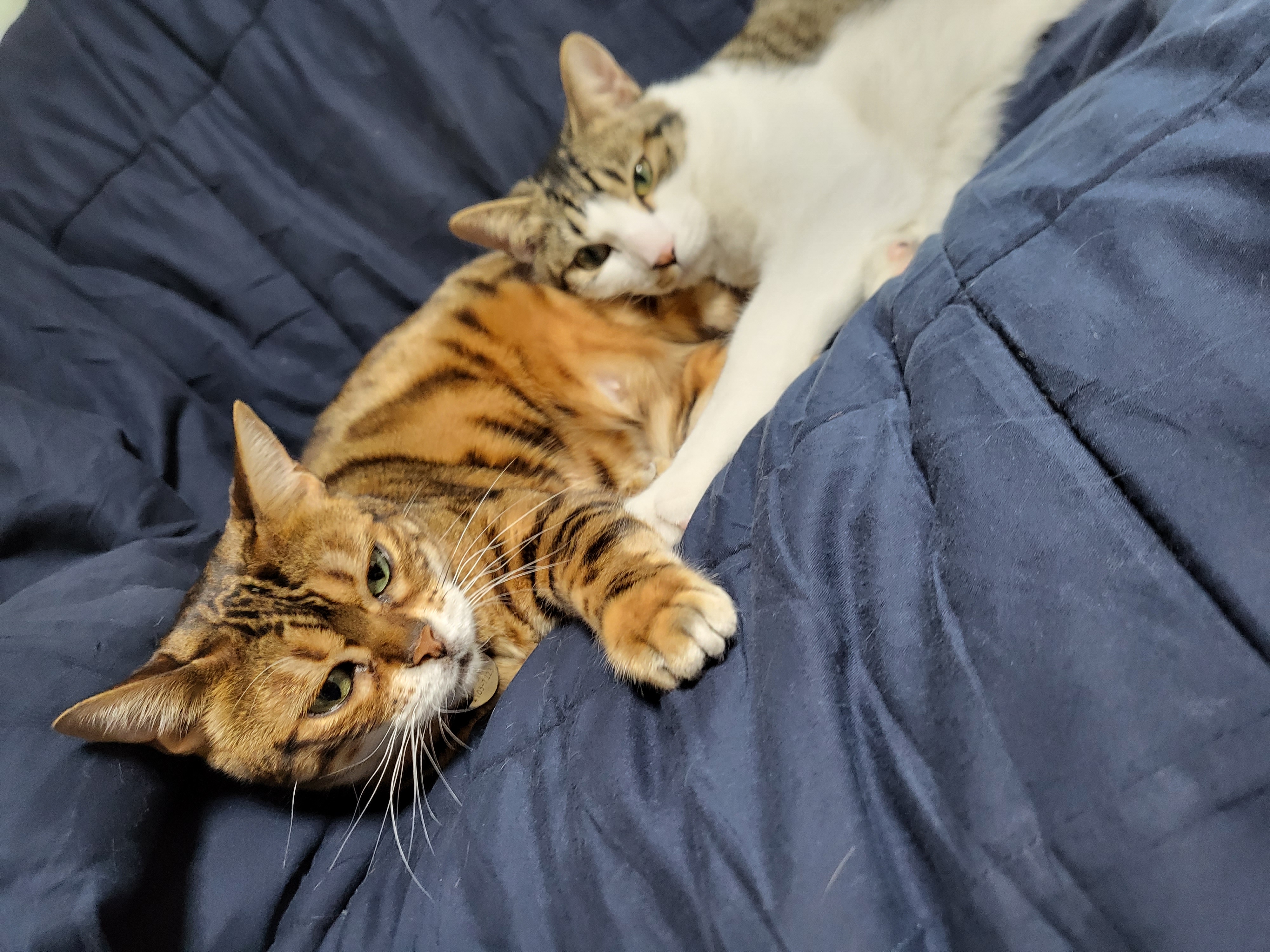 탄이(해성이)는 누나바라기로 잘지내고 있습니다.