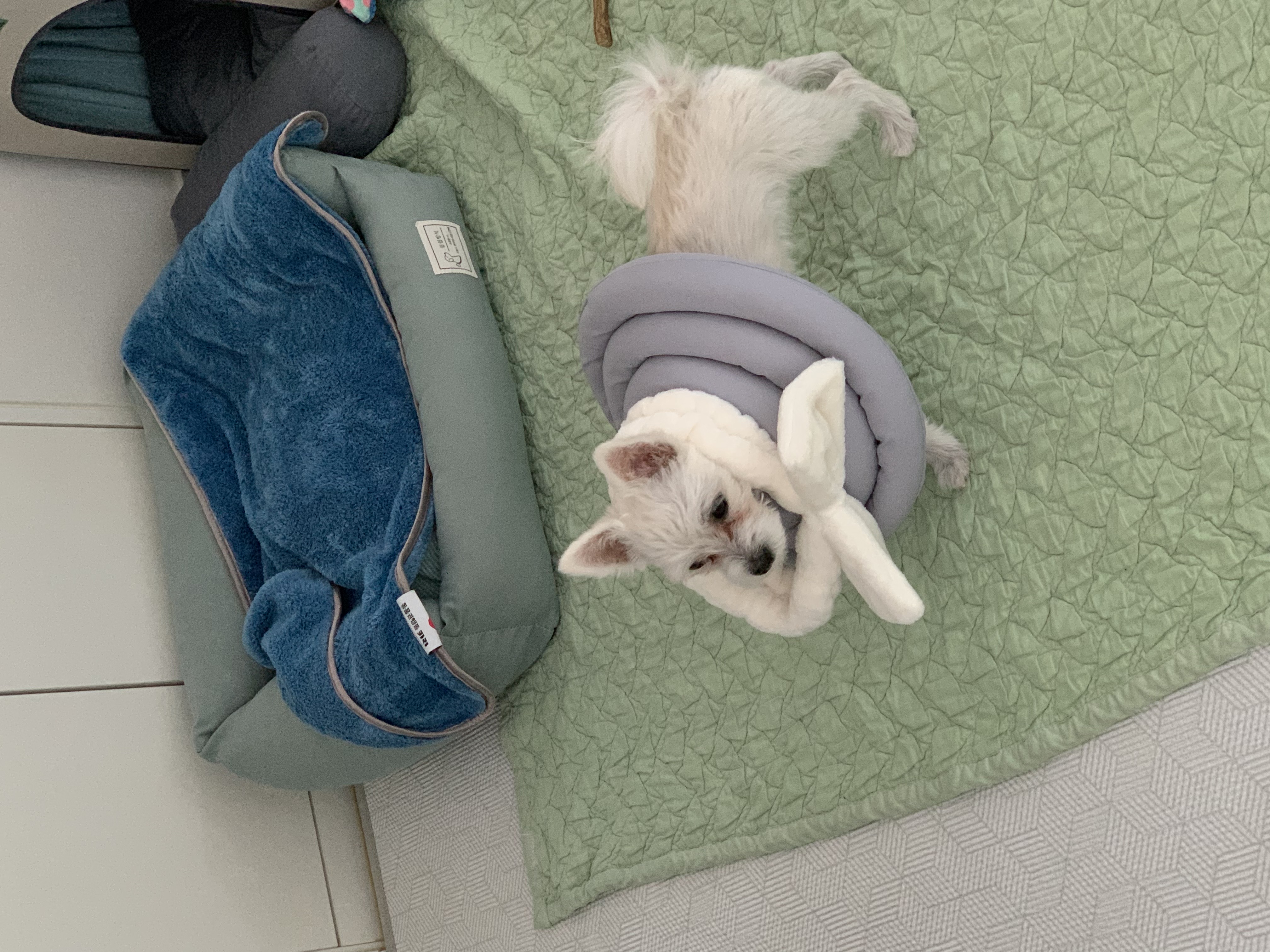 두리(소일이) 입양 3개월 후기