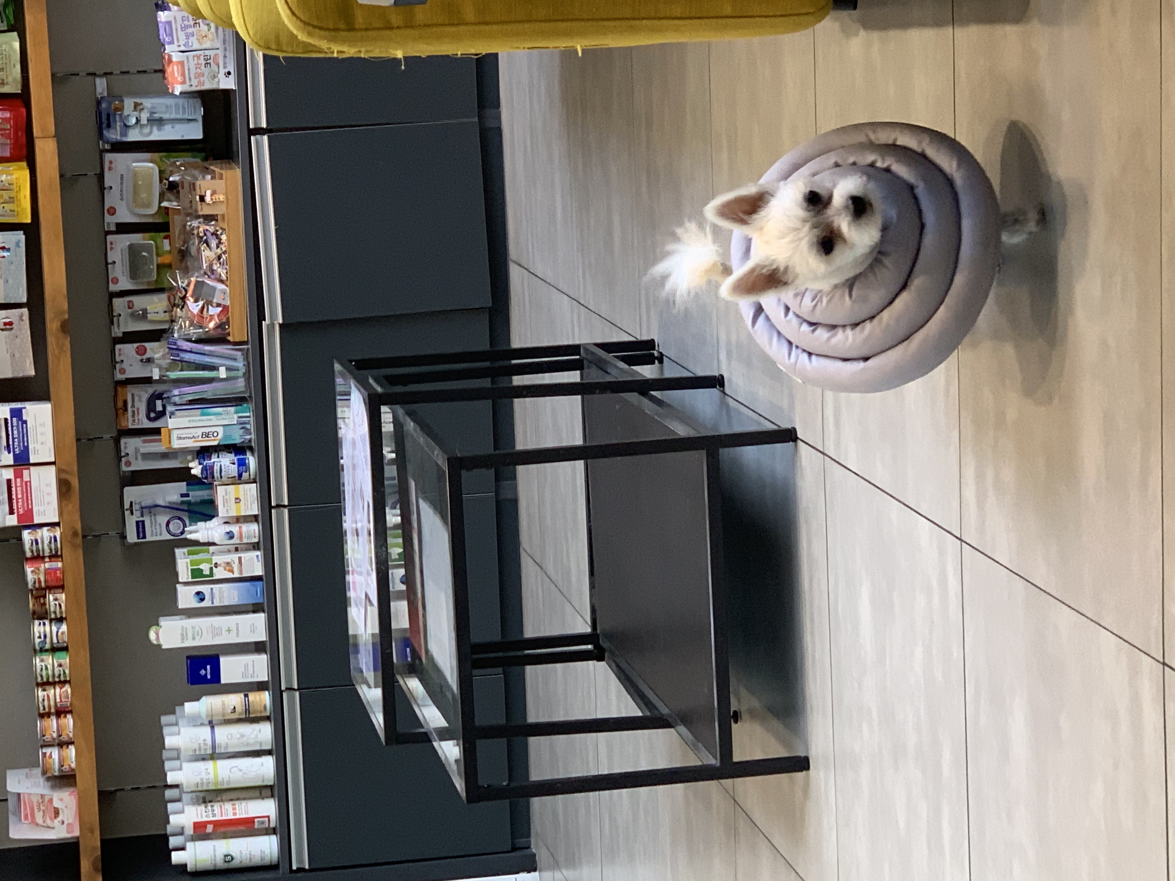 두리(소일이) 입양 3개월 후기