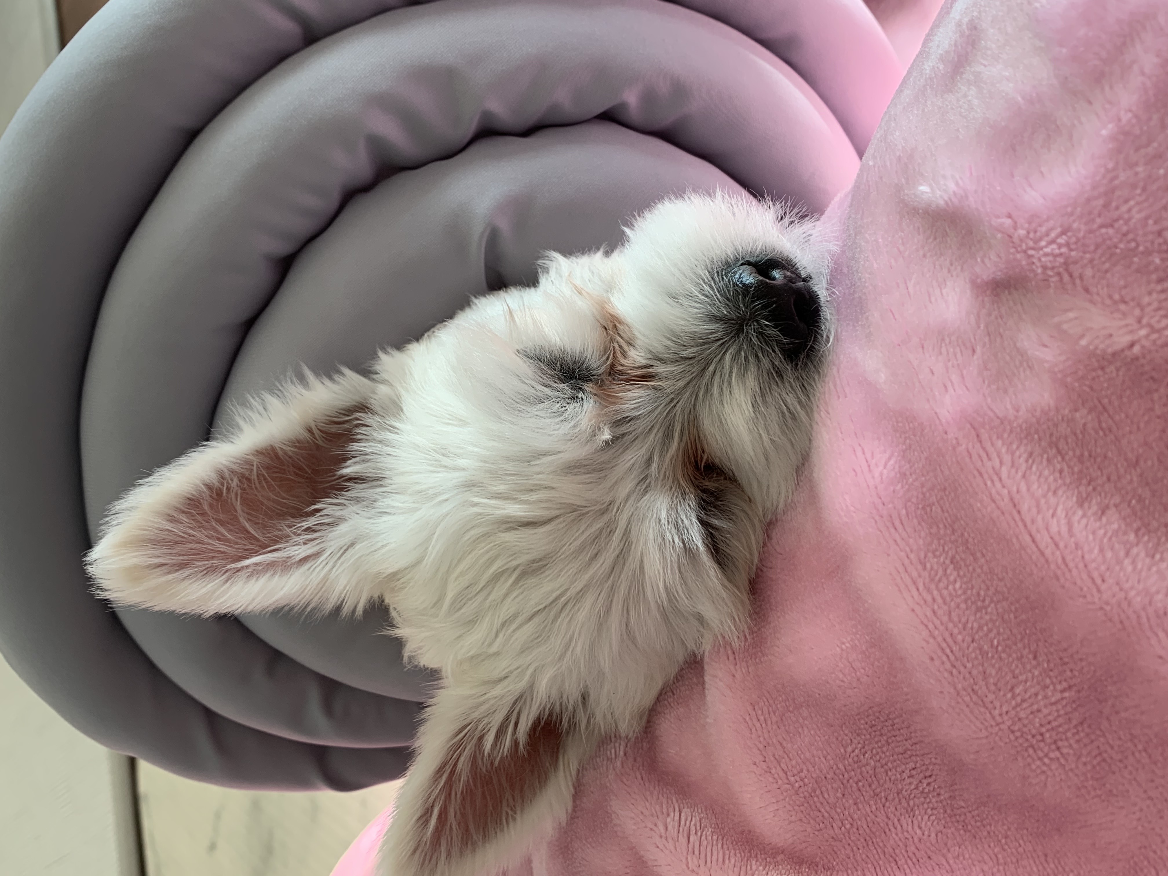 두리(소일이) 입양 3개월 후기