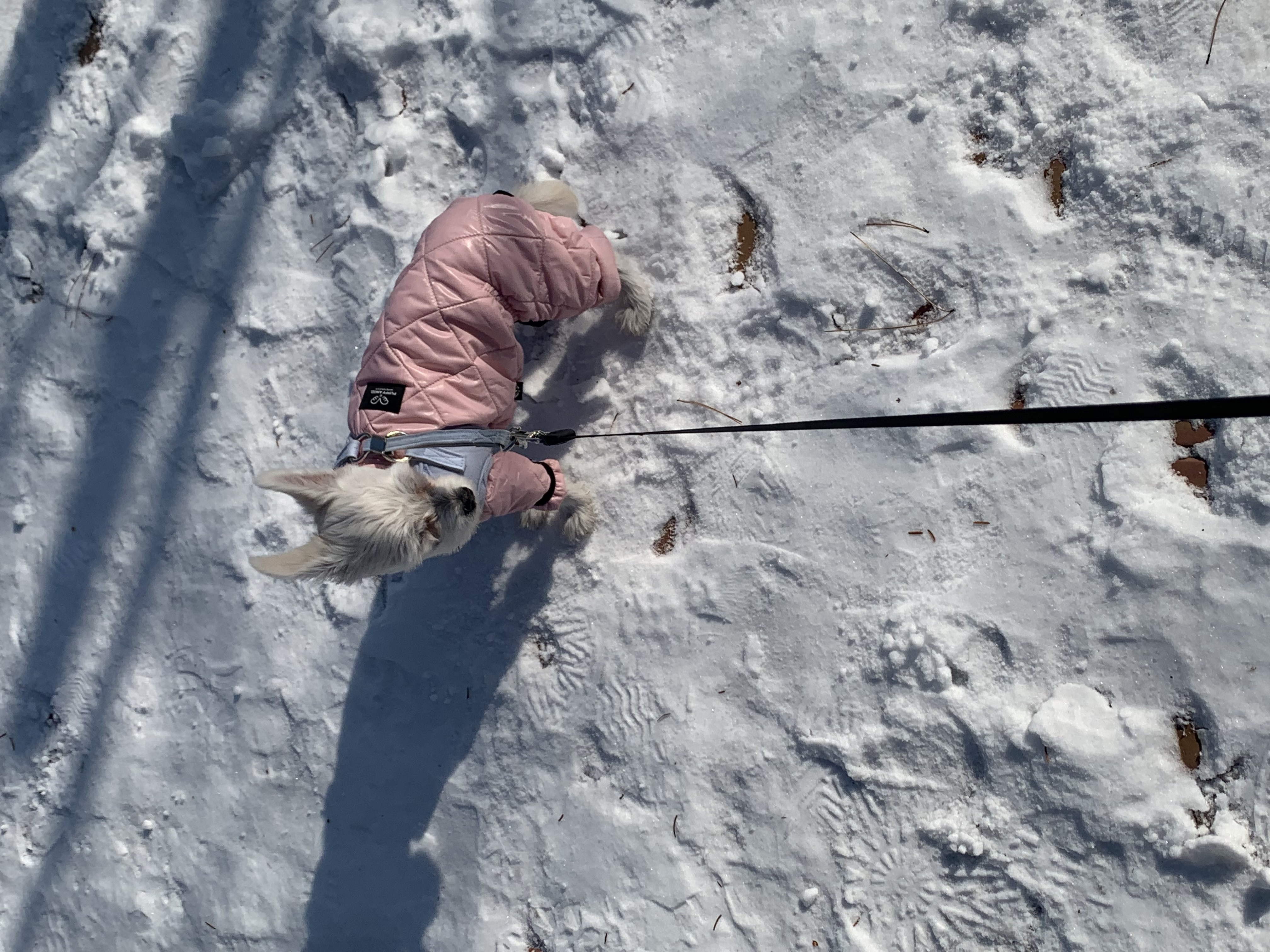 두리(소일이) 입양 3개월 후기