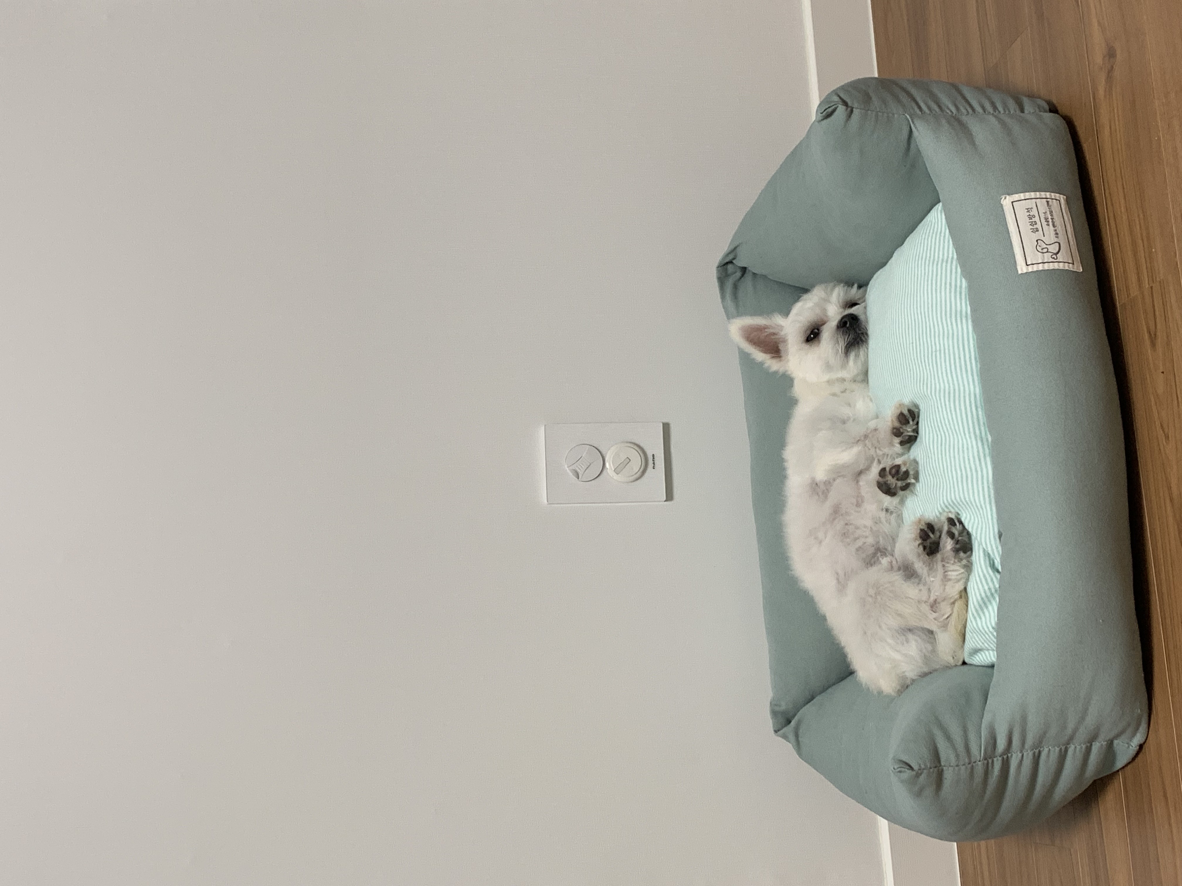 두리(소일이) 입양 3개월 후기