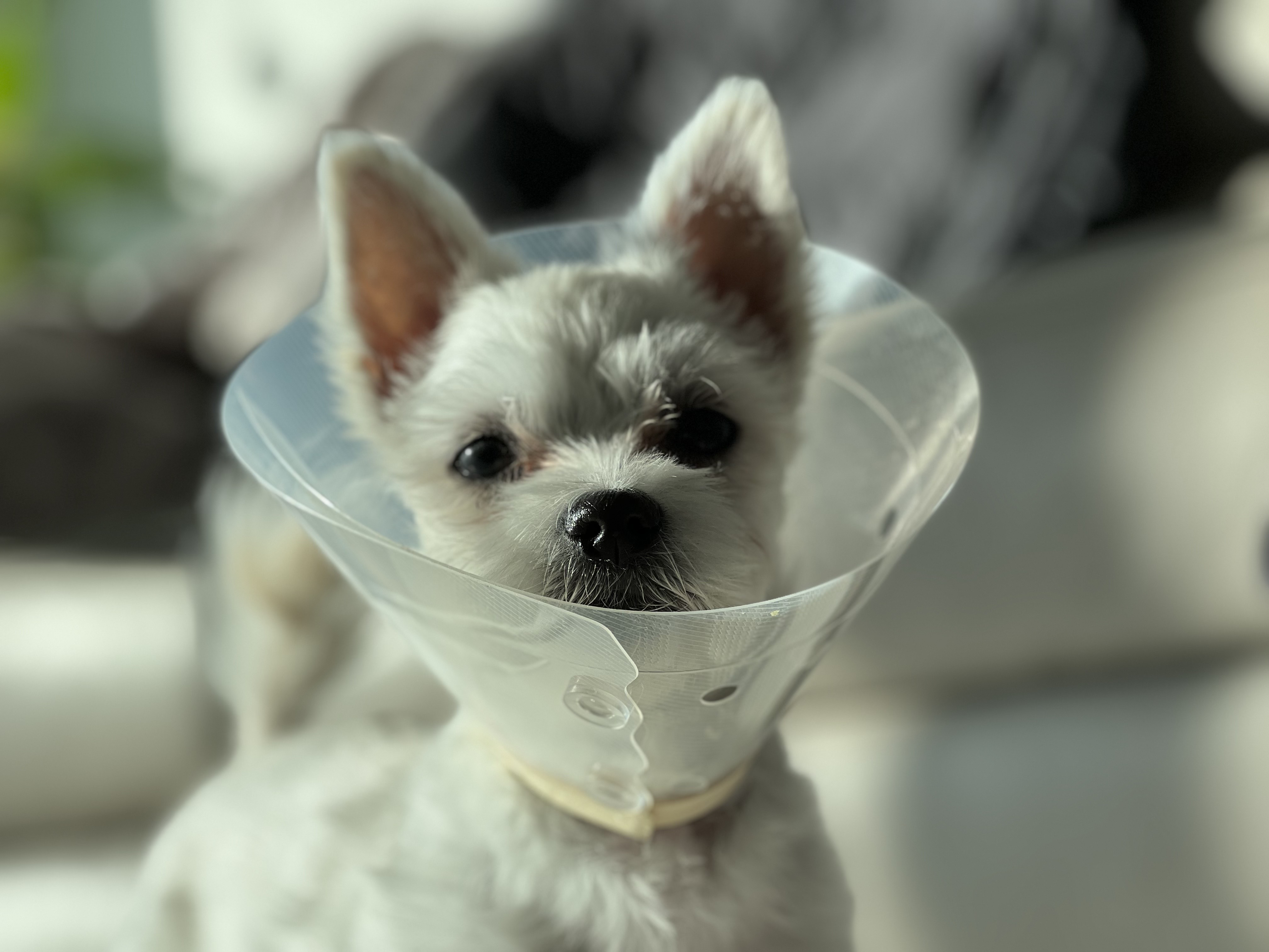 두리(소일이) 입양 3개월 후기