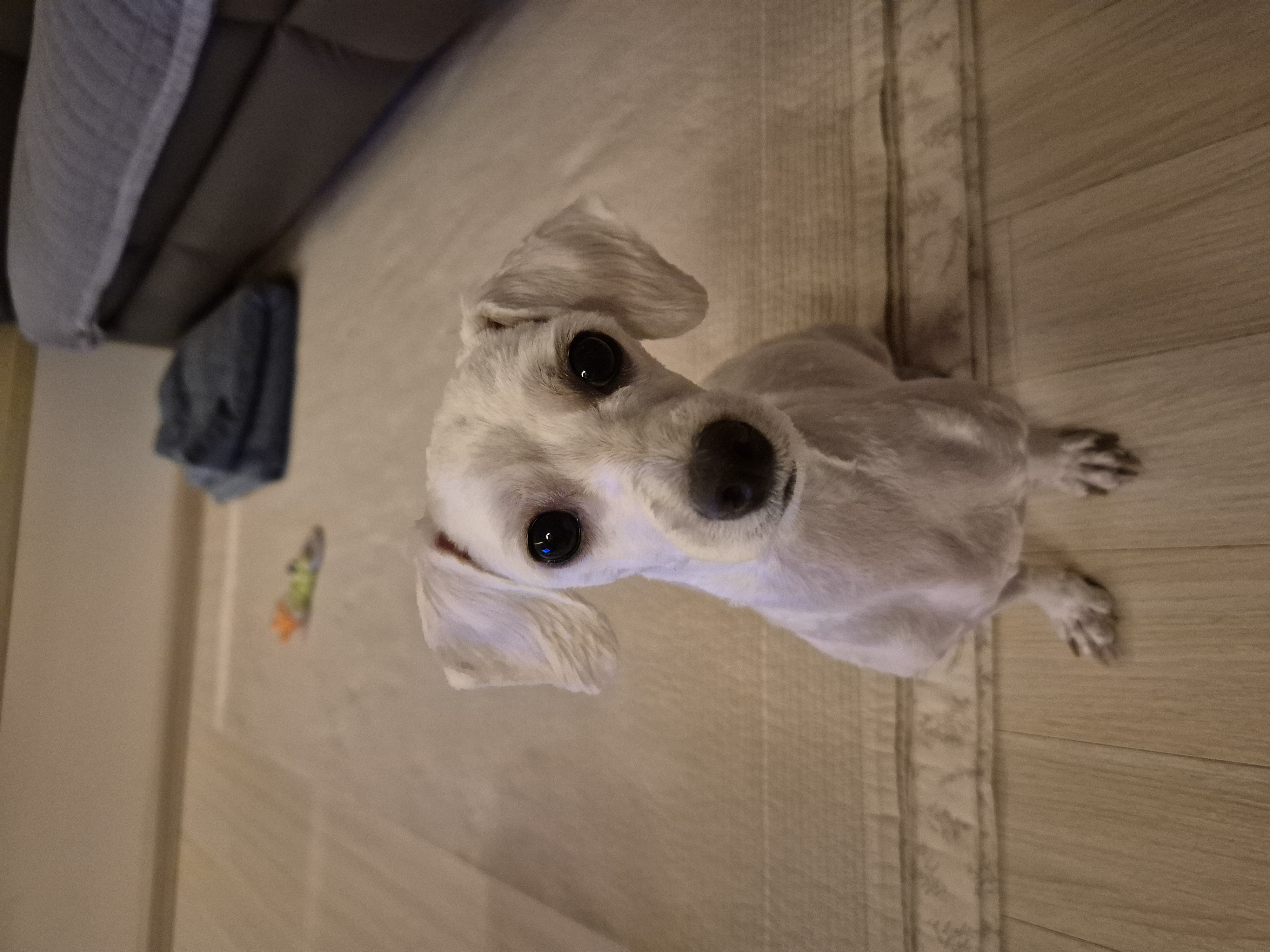 가족이된지1년되는날바람이네입니다.♡ 